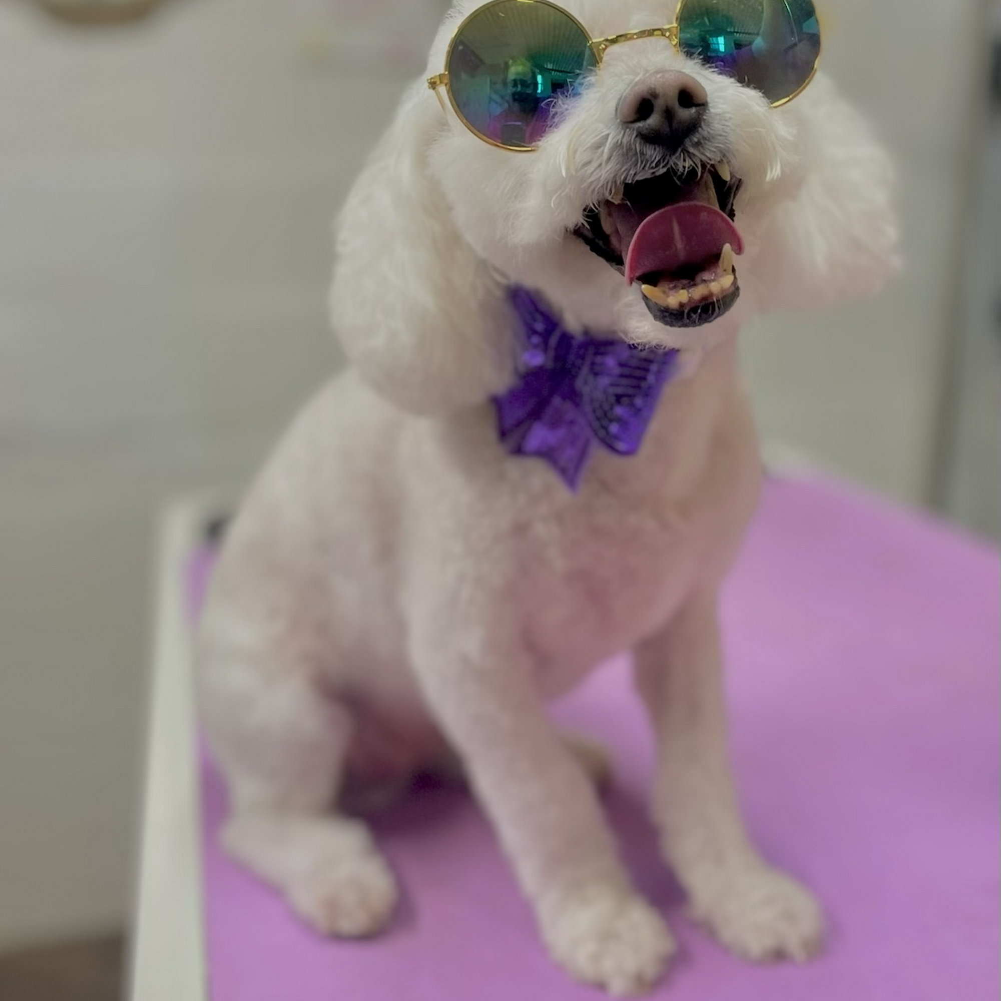 Scruffy To Fluffy Pet Grooming