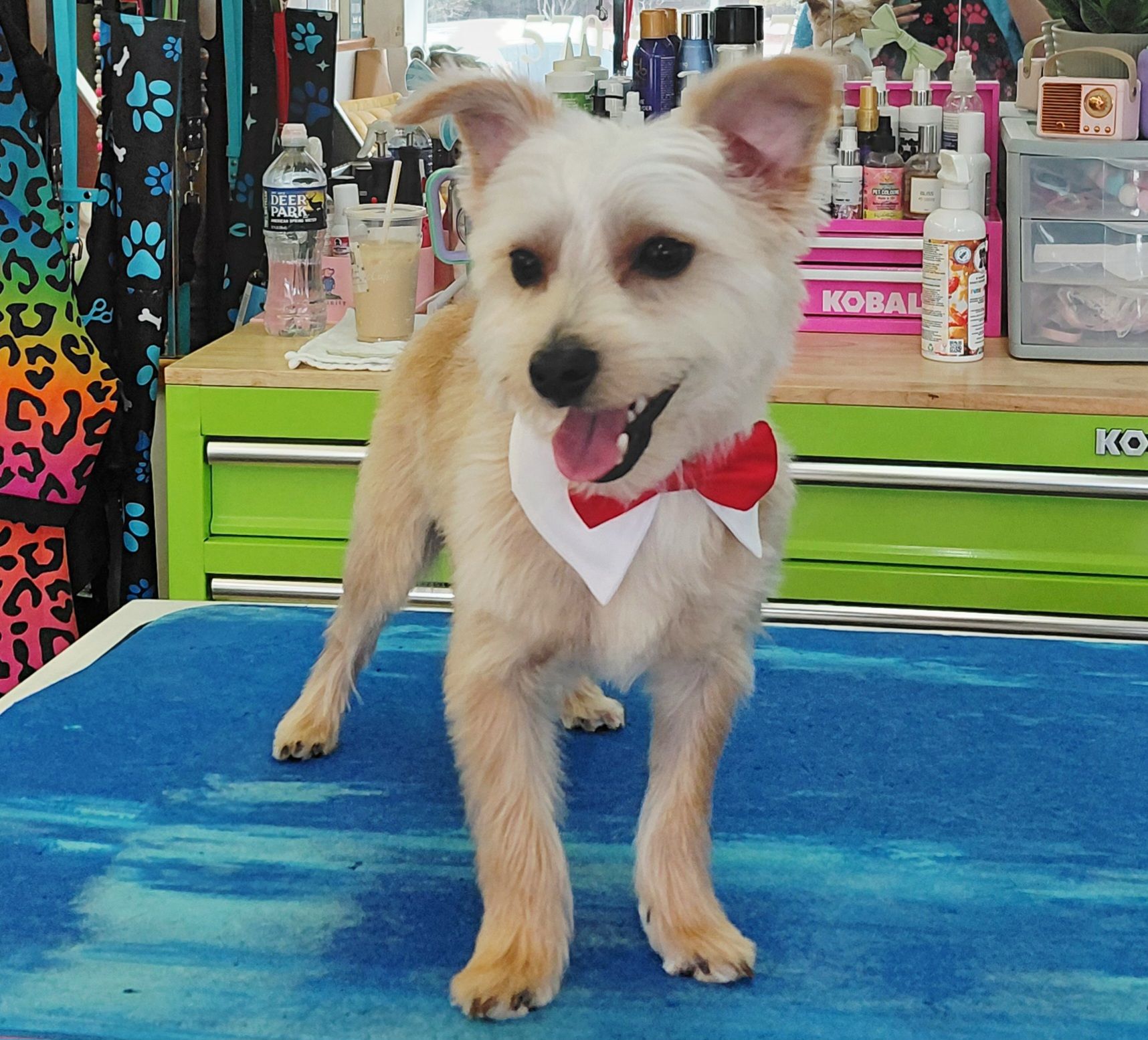 Scruffy To Fluffy Pet Grooming Hazleton