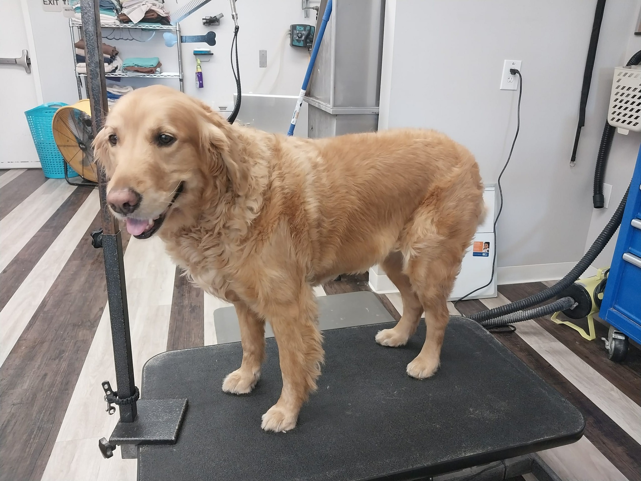 Yuppy Puppy Spa & Boutique Hermitage
