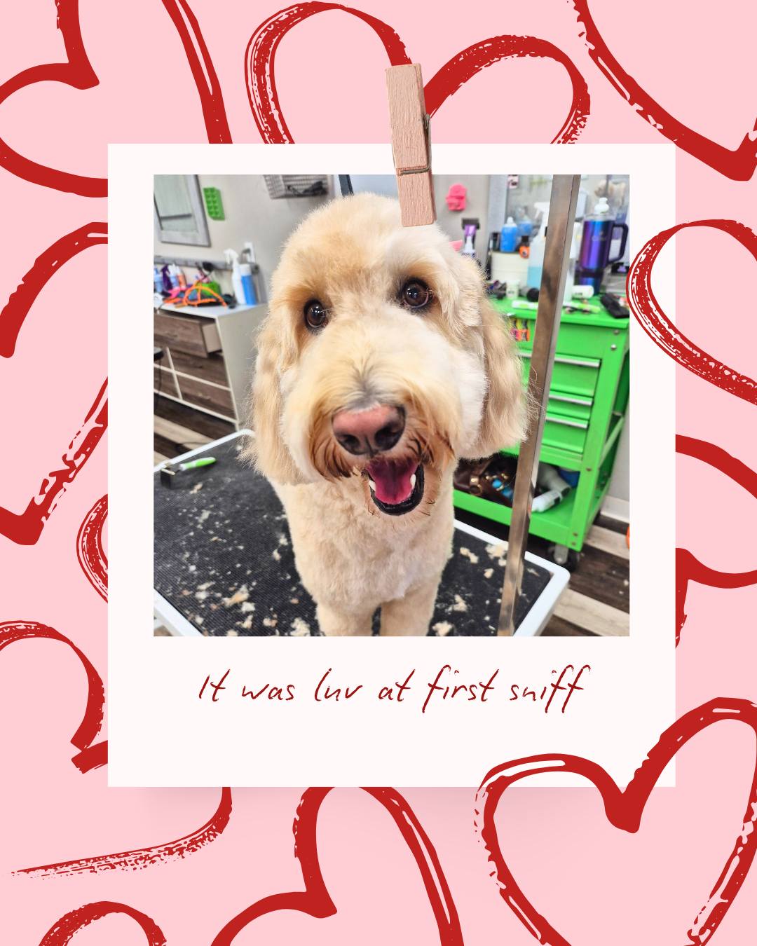 Yuppy Puppy Spa & Boutique Hermitage