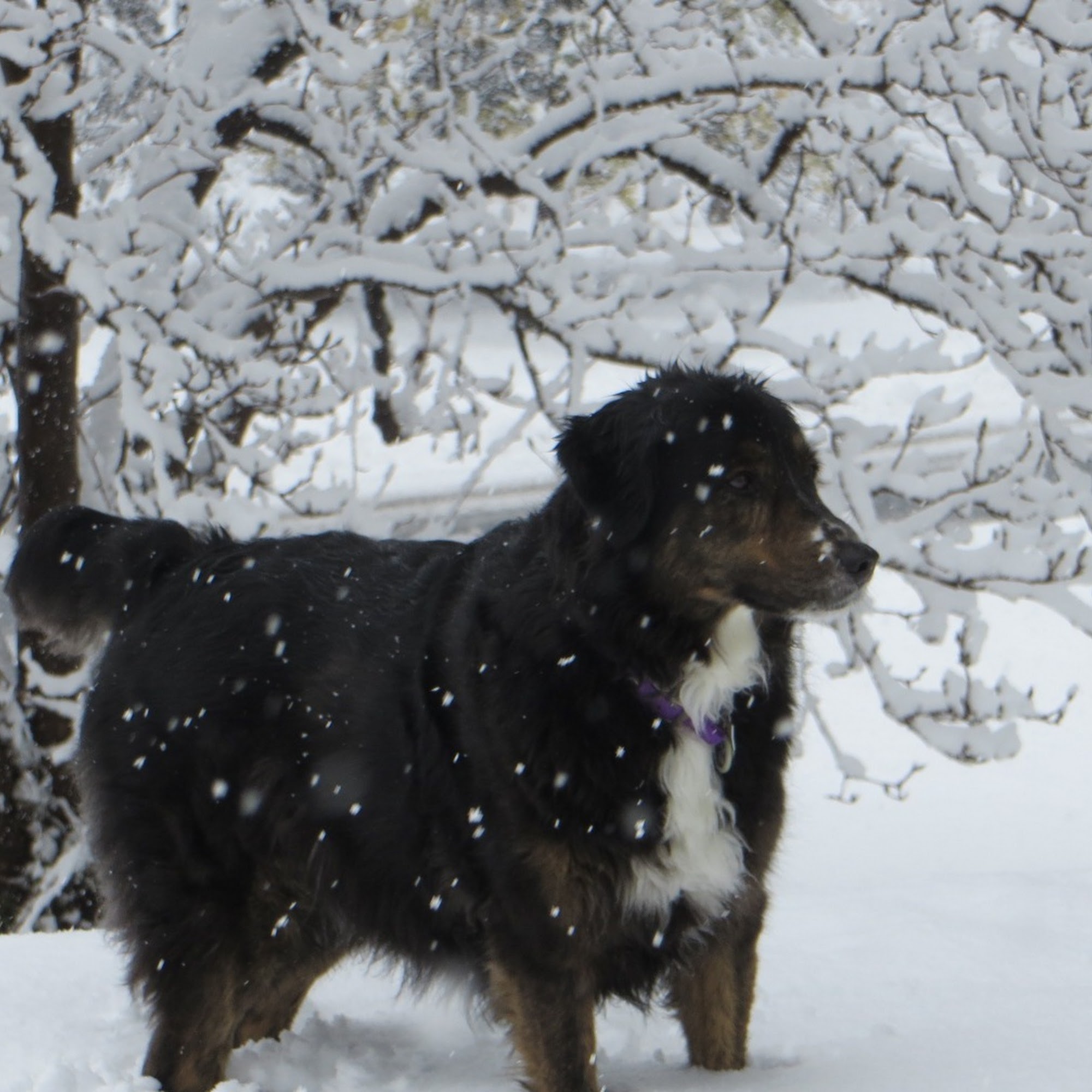 Hershey Veterinary Hospital Hershey