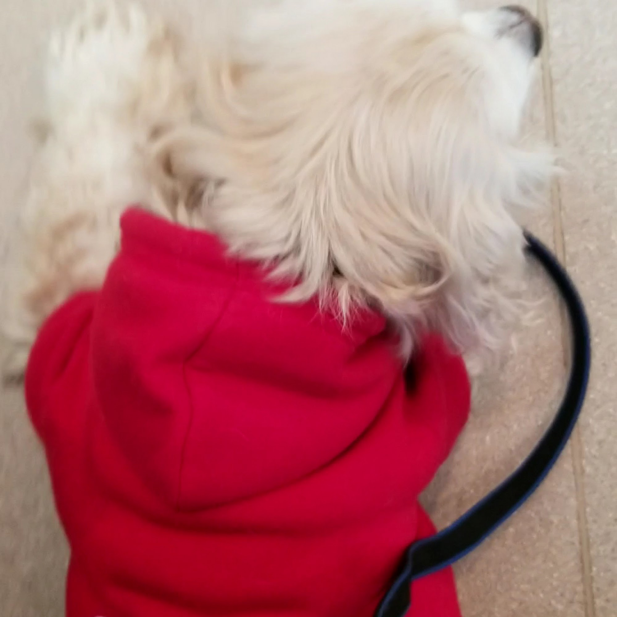 Animal Health Care Center Hershey