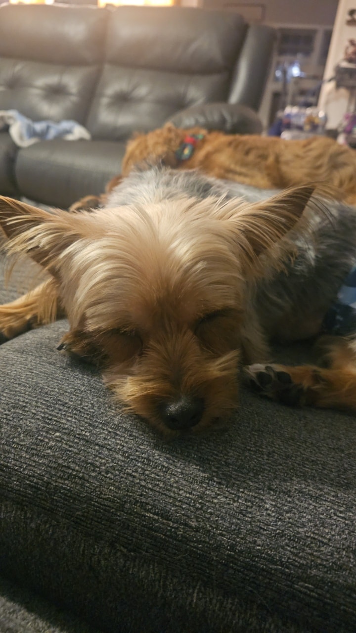 Chocolate Avenue Grooming Salon Hershey