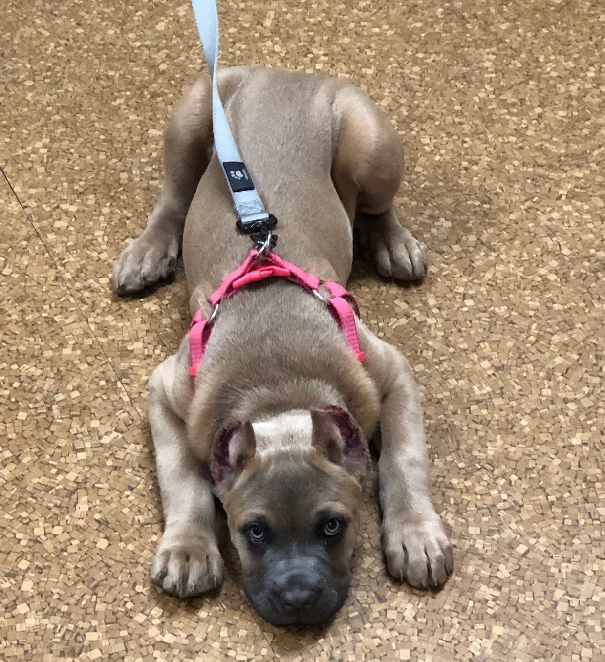 Buck Road Animal Hospital Holland