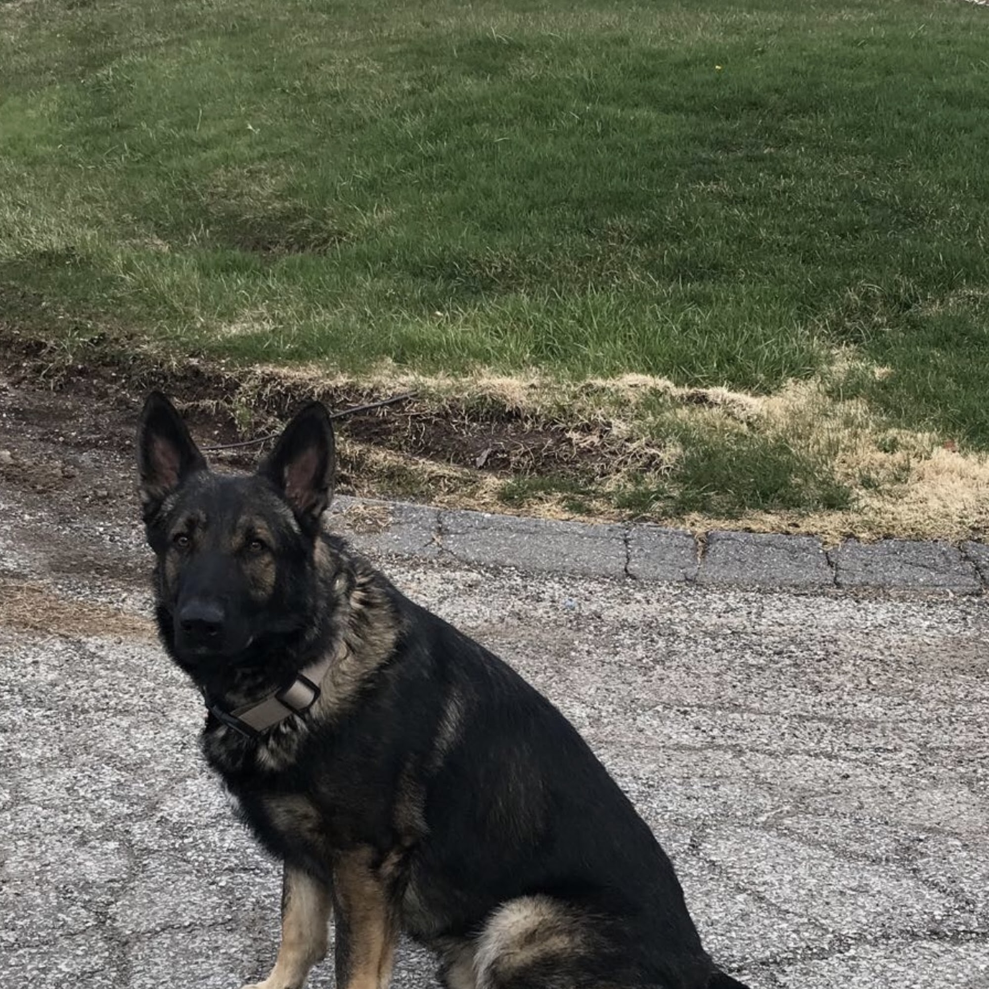 Munhall Veterinary Hospital Homestead