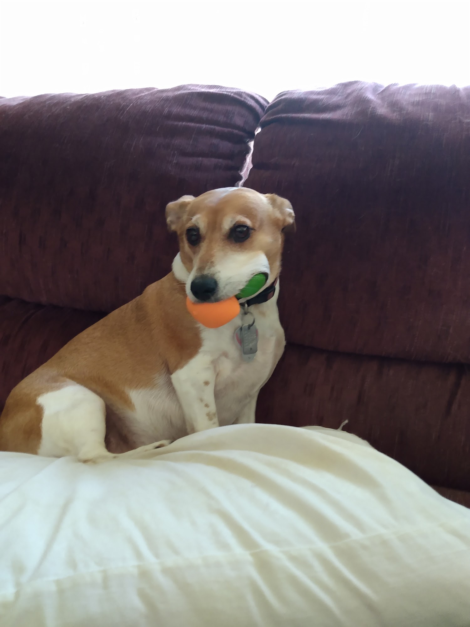 Cherry Ridge Veterinary Clinic Honesdale