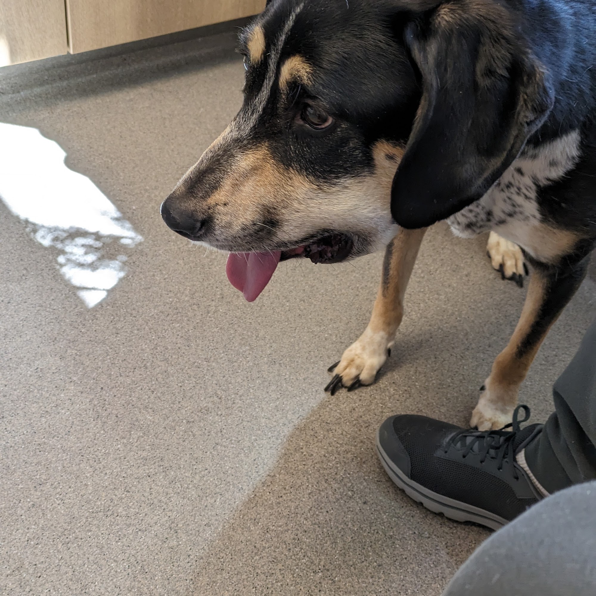 Cherry Ridge Veterinary Clinic Honesdale