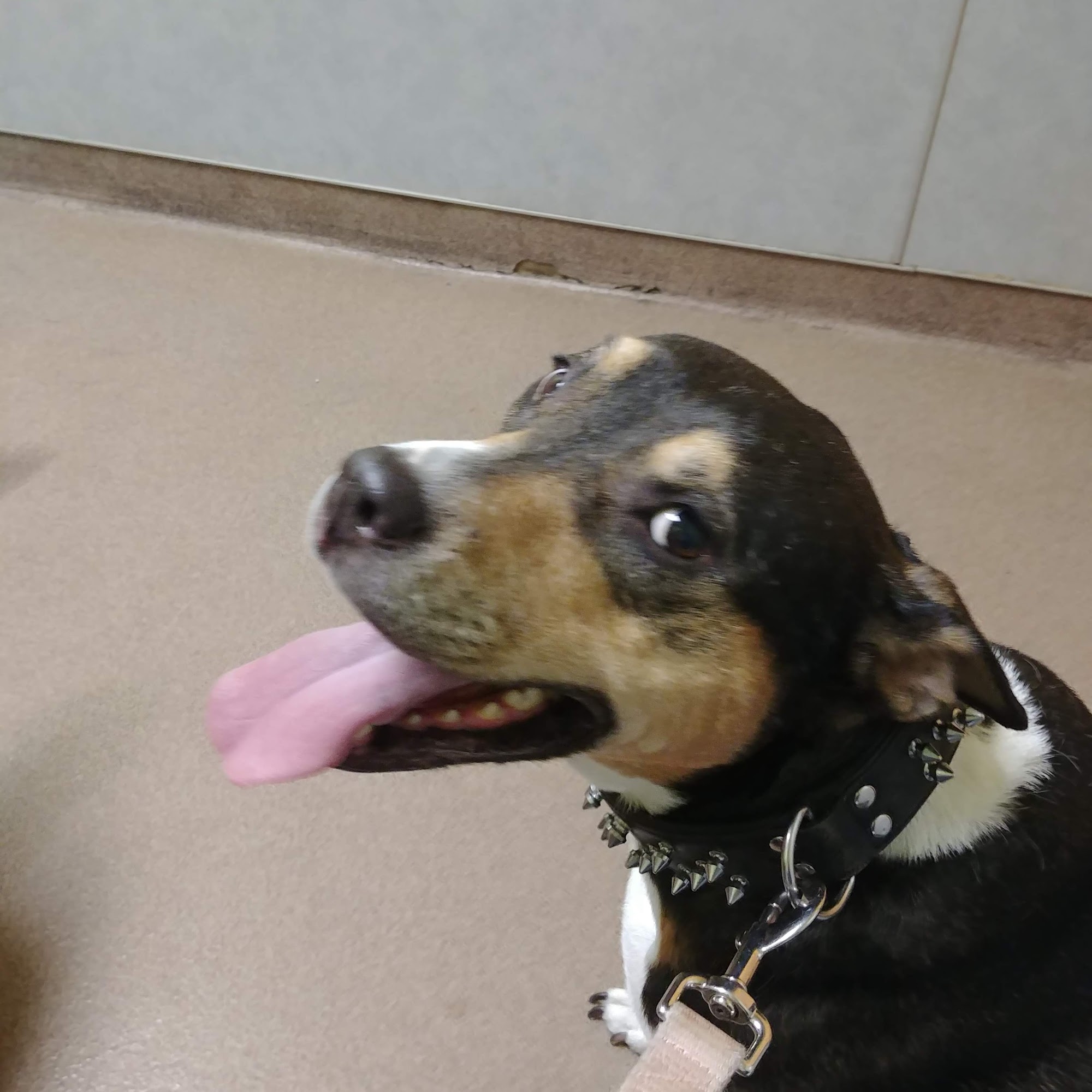 Horsham Veterinary Hospital Horsham