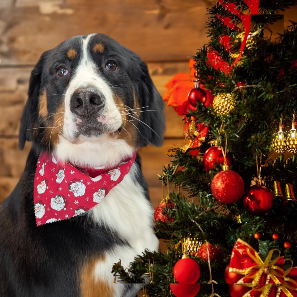 All Star Pet Grooming Horsham