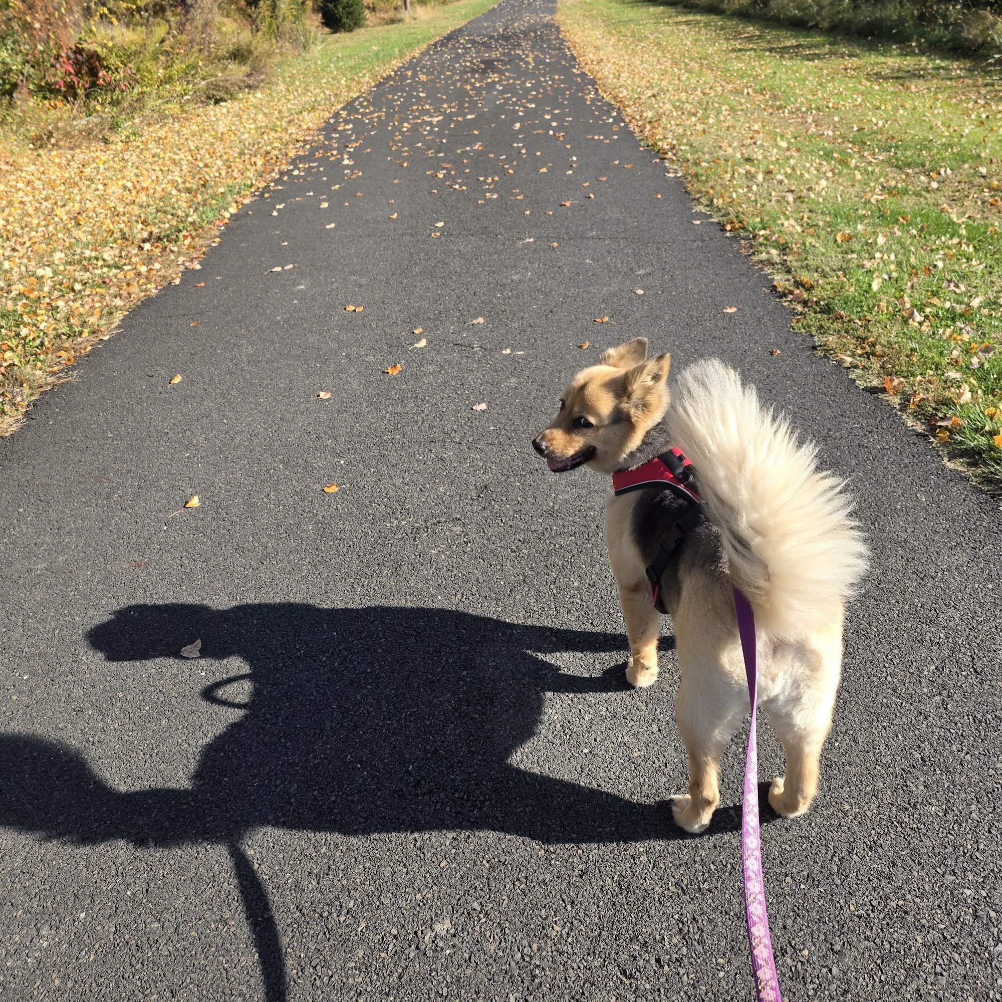Tabitha's Pet Sitting & Dog Walking