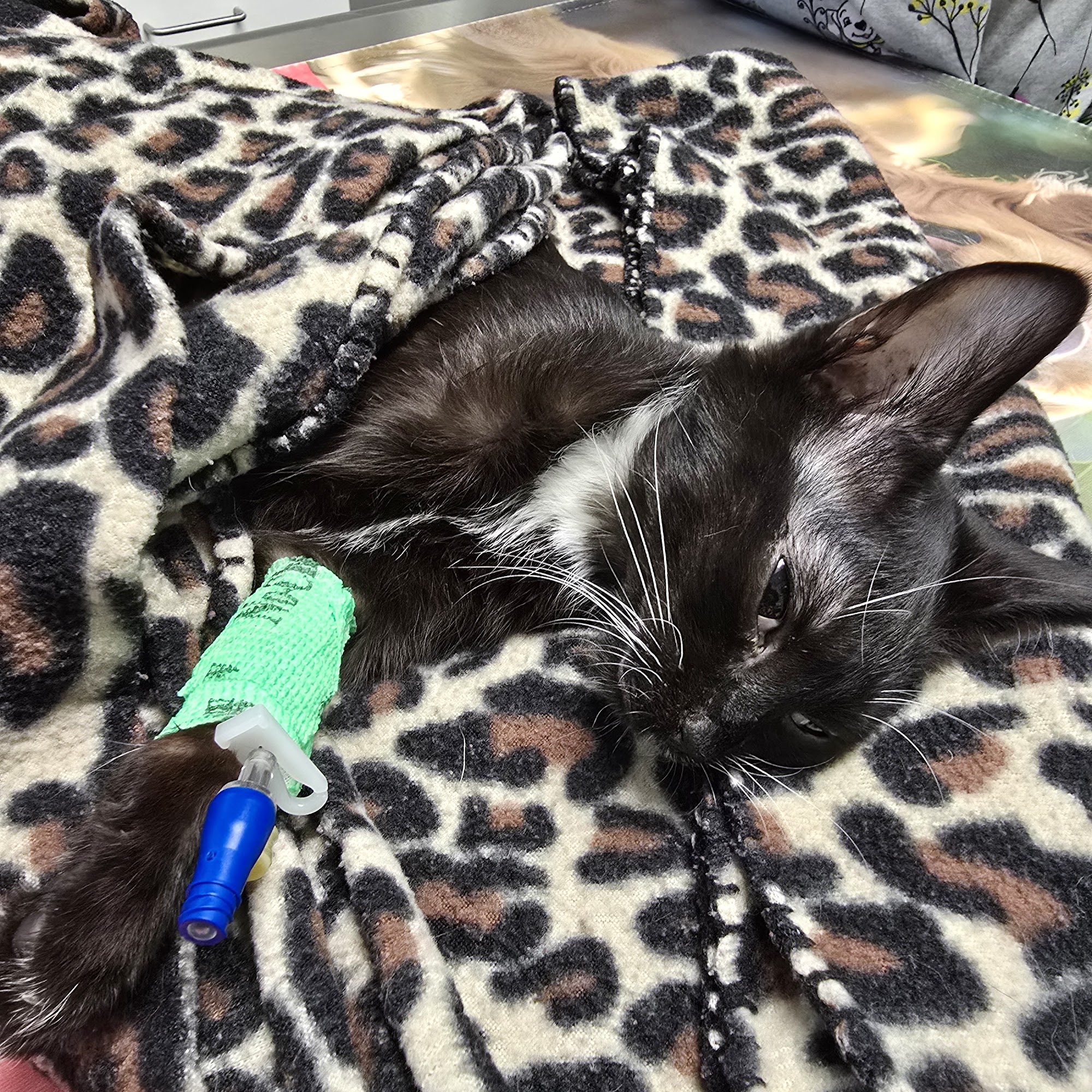 Hershire Animal Hospital Hummelstown