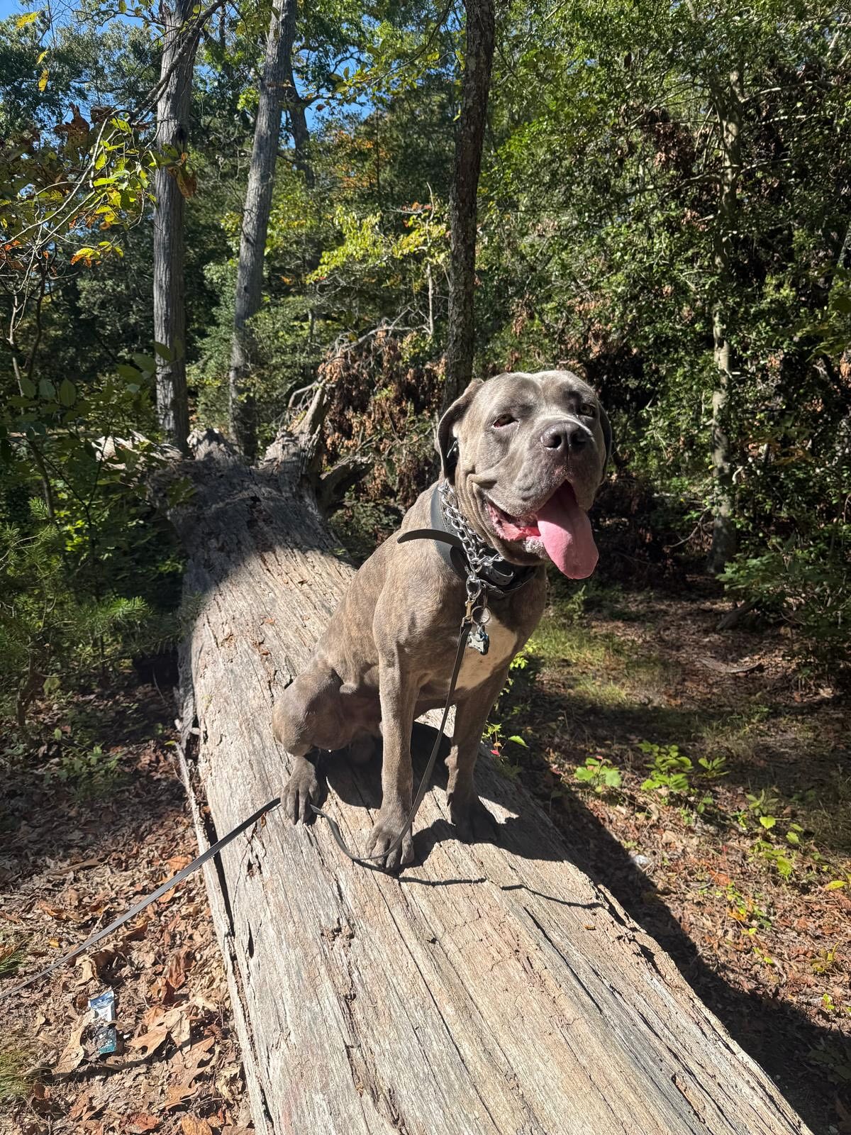 Off Leash K9 Training Philadelphia, LLC Huntingdon Valley