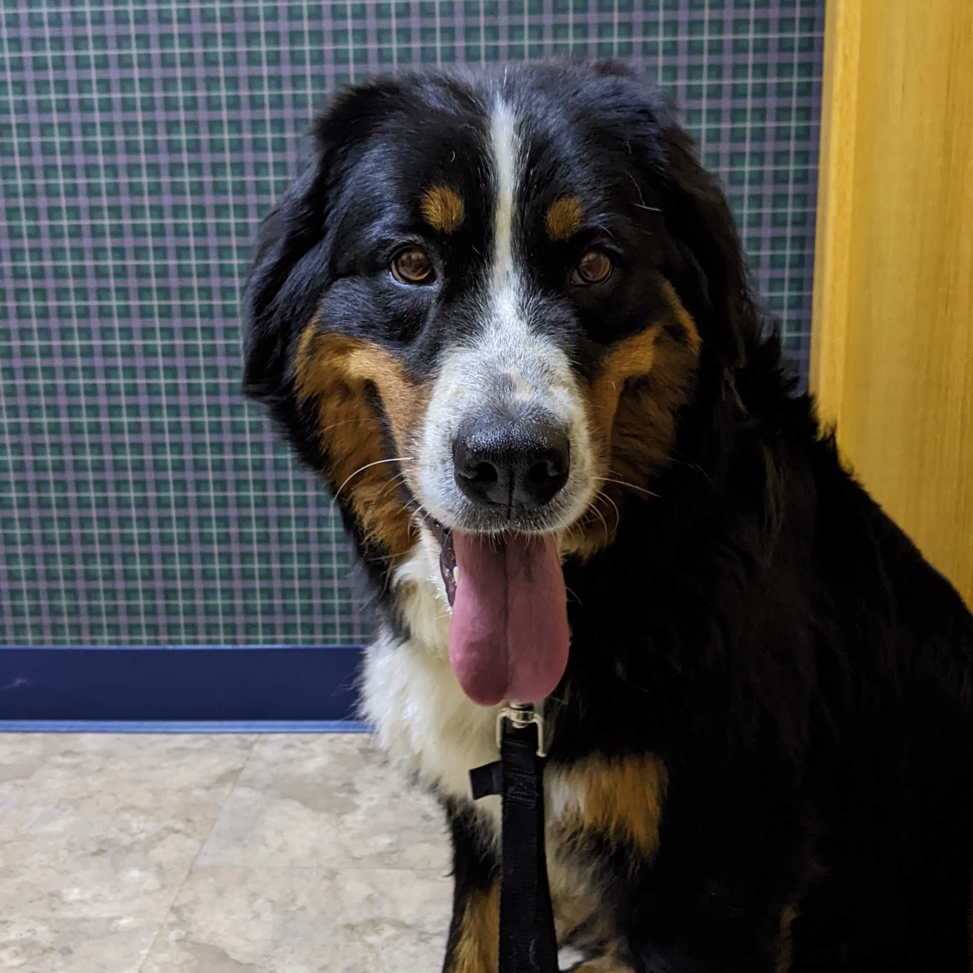 Spruce Street Animal Clinic Huntingdon