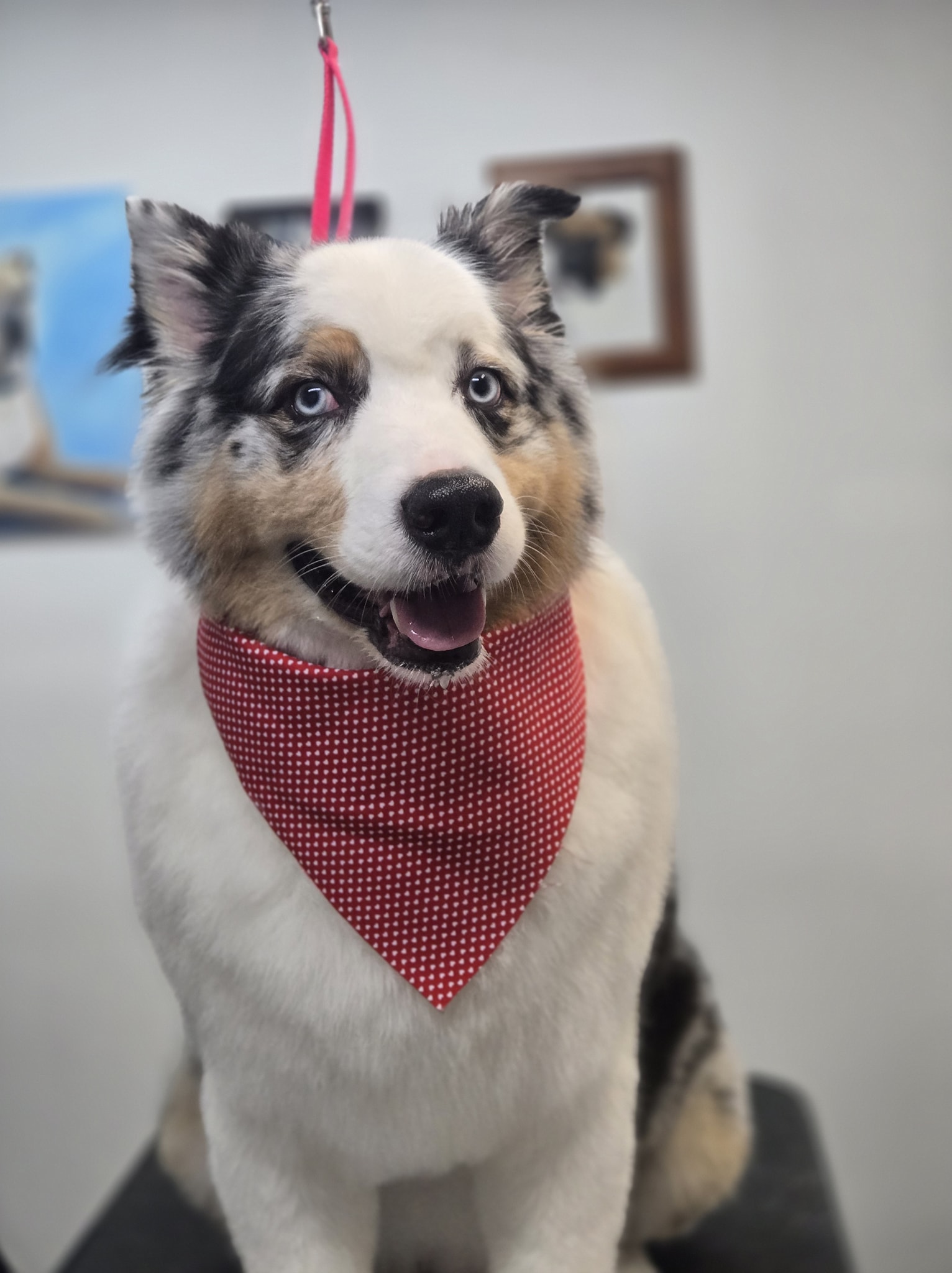 Saras Bath & Biscuit L Huntingdon