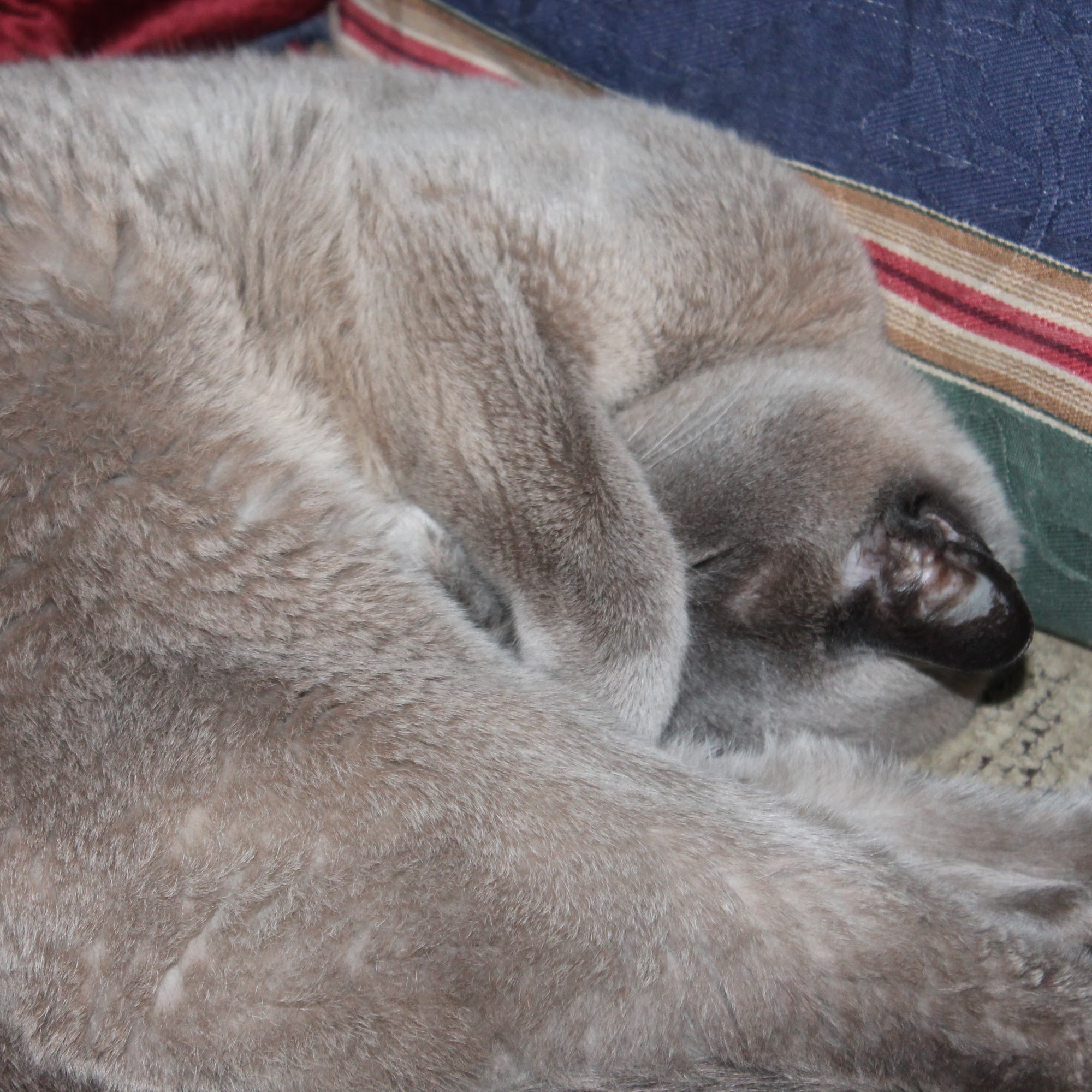 Imperial Animal Hospital Imperial