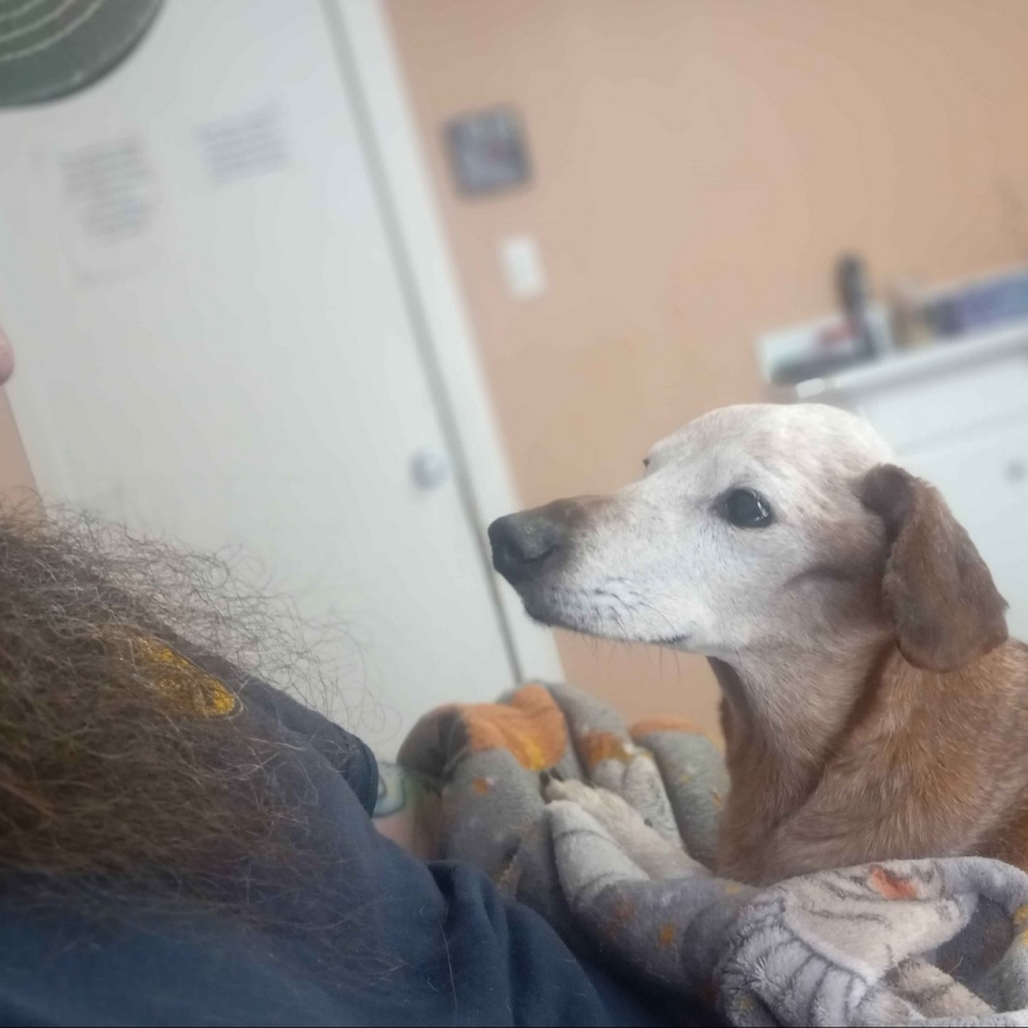 Indian Springs Veterinary Clinic Indiana