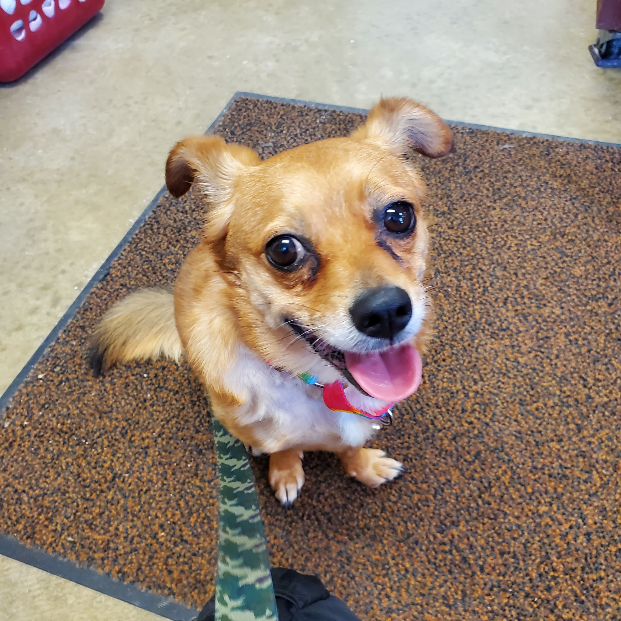 Four Footed Friends Indiana