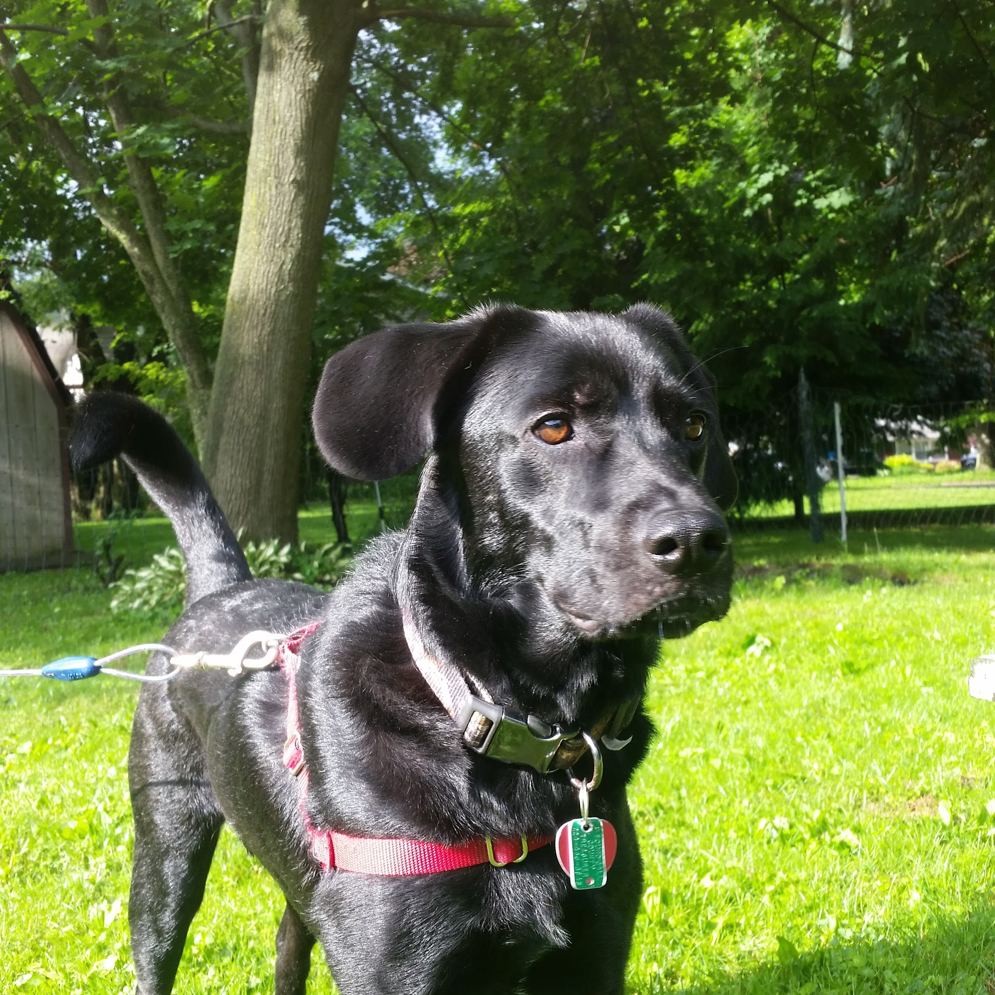 Your Personal Pet Sitter & Pet Taxi, LLC Indiana