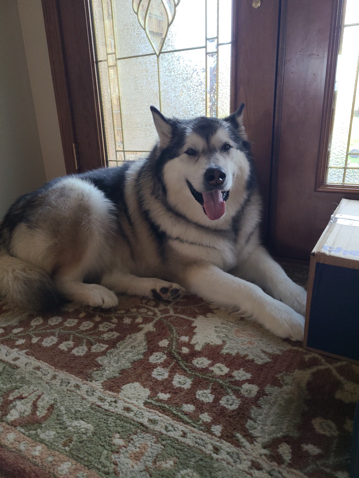 Carwen's Boarding and Grooming Irwin