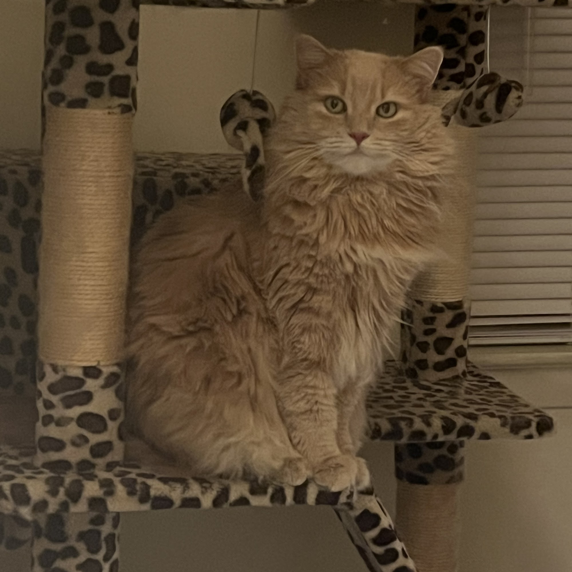 Animal Hospital of Warwick Jamison