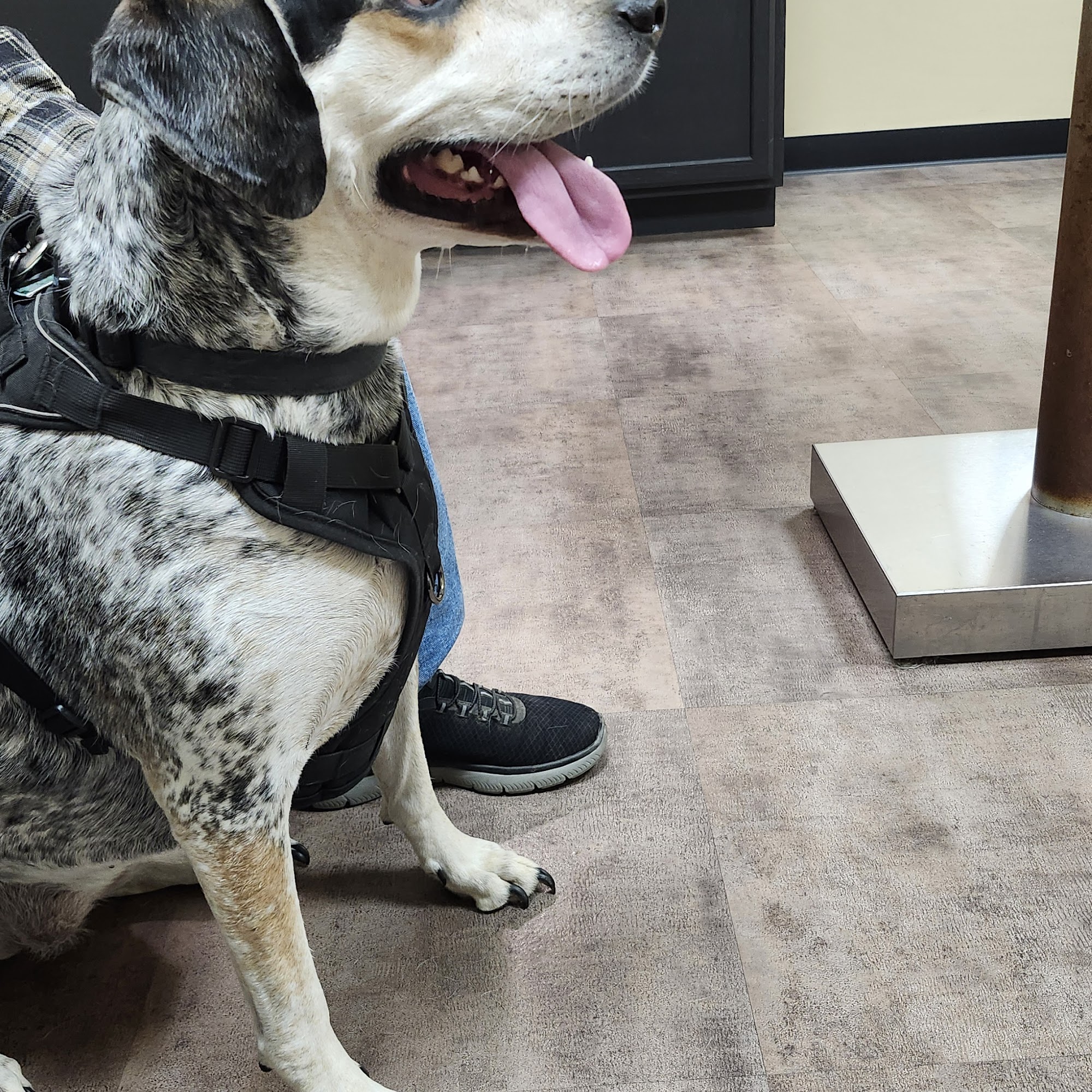 RoseBird Veterinary Center Jersey Shore