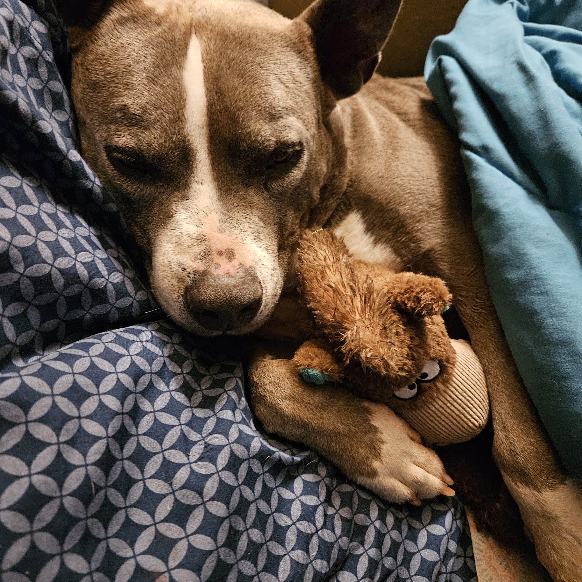 Cambria Veterinary Care Johnstown