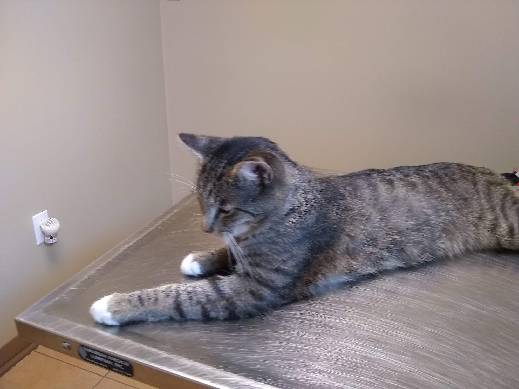 Cambria Veterinary Care Johnstown