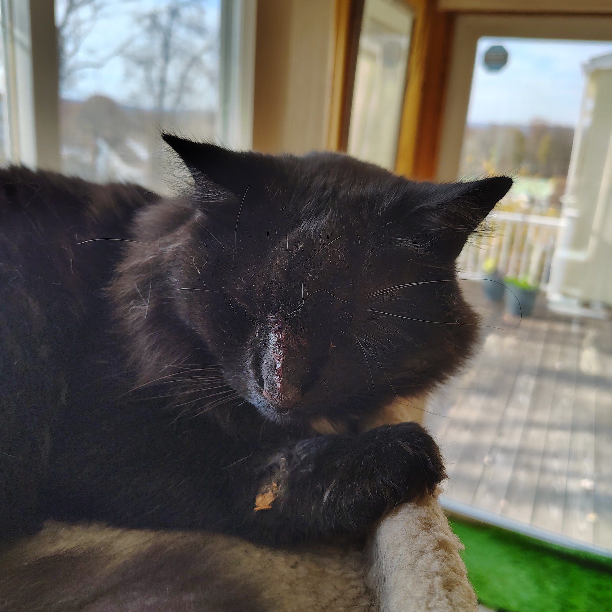 Richland Veterinary Associates Johnstown