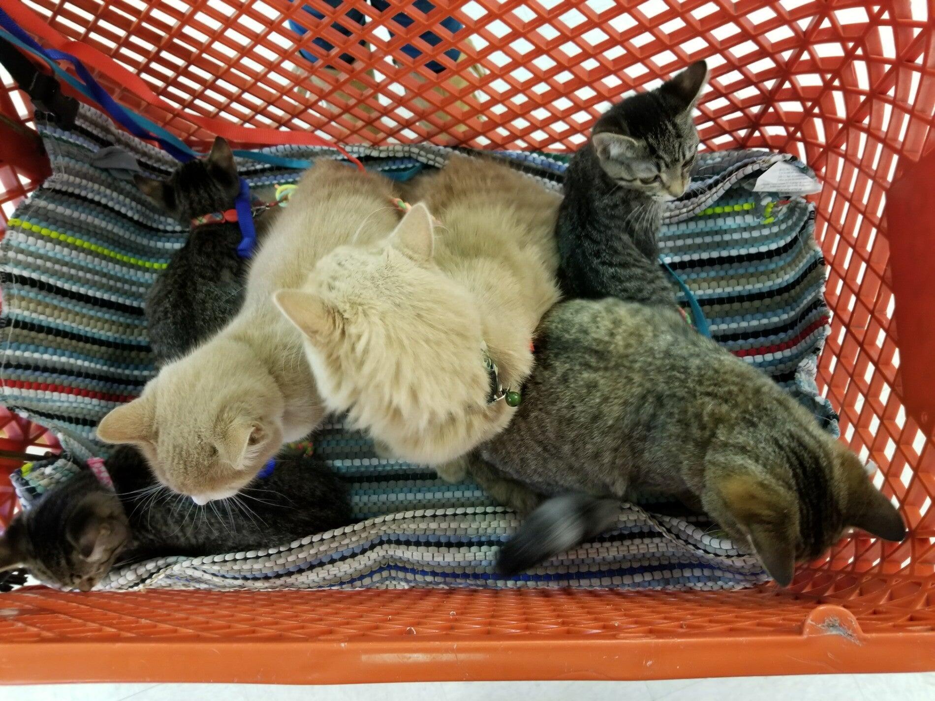 Petco Vaccination Clinic Johnstown