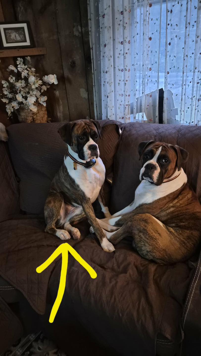 Spawtique Pet Grooming Johnstown