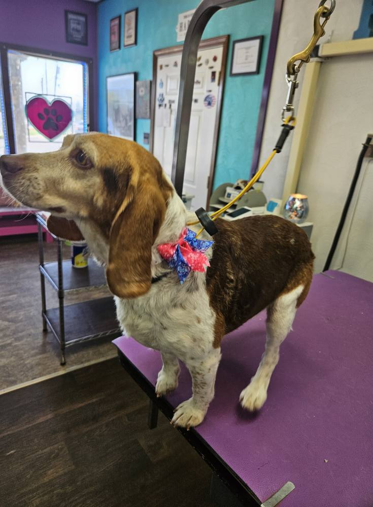 Robyn's Dog Grooming Johnstown