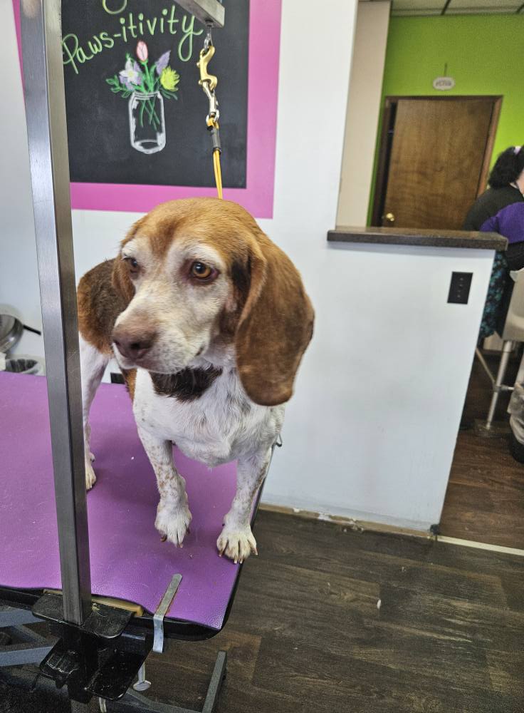 Robyn's Dog Grooming Johnstown