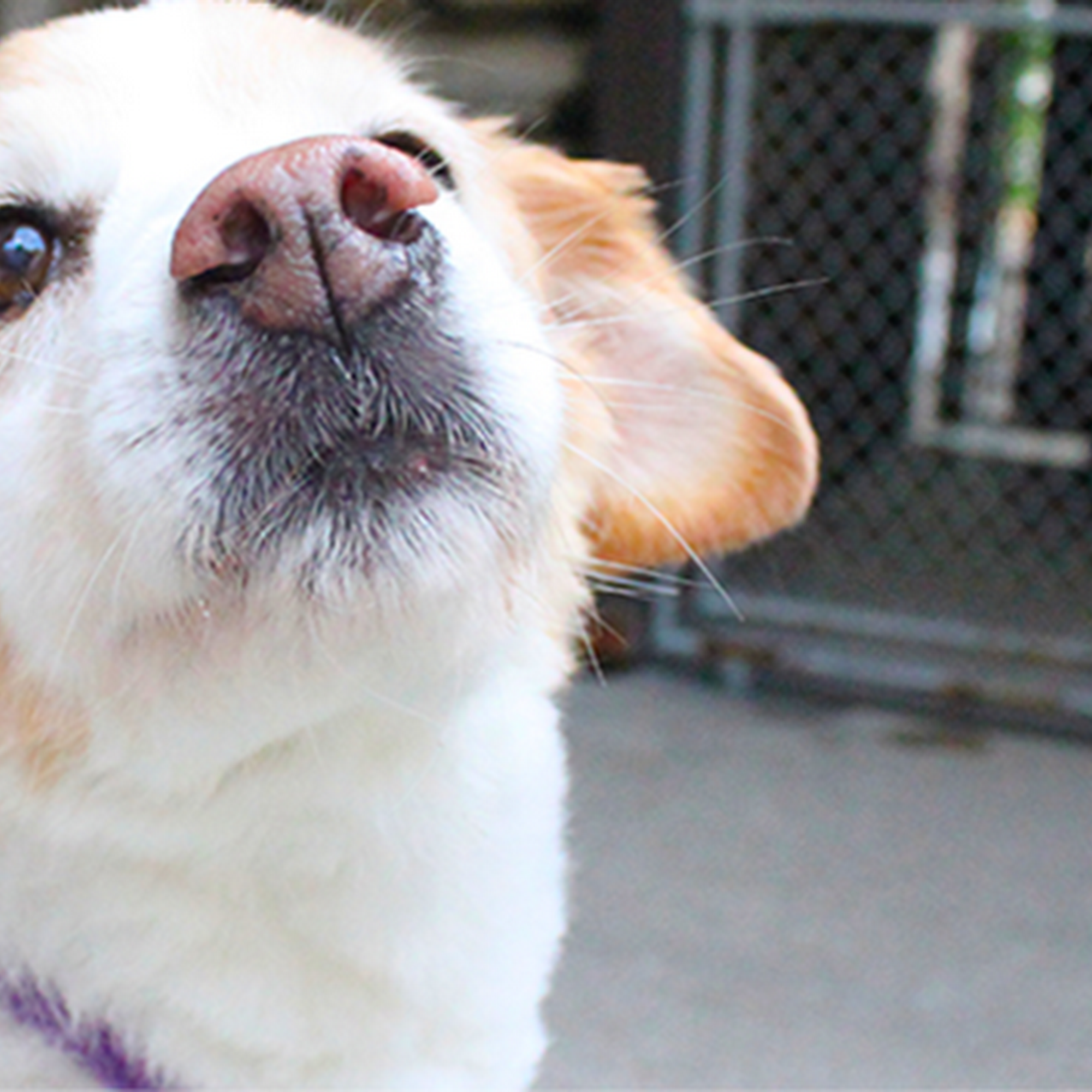 Fox Chase Kennels Johnstown