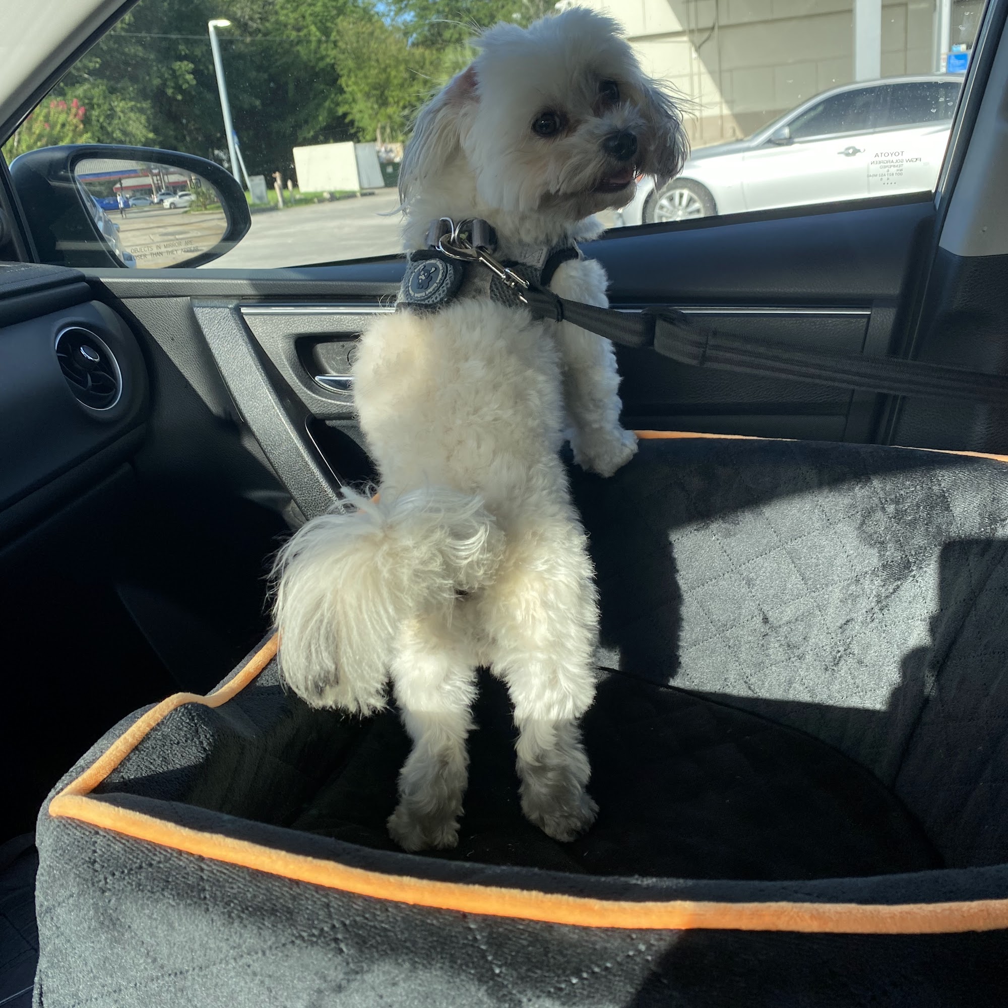 Steel City Havanese Johnstown
