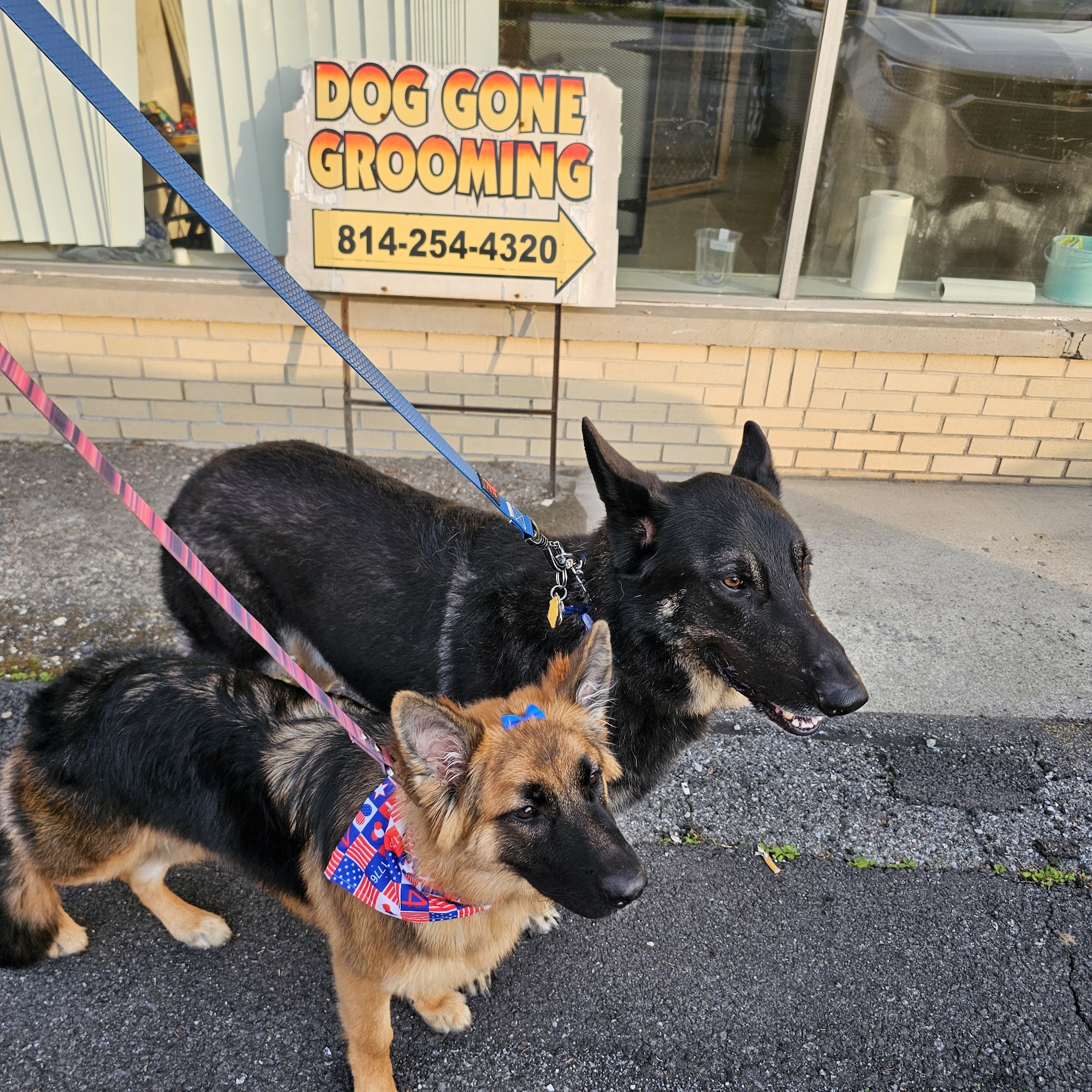 Dog Gone Grooming Johnstown