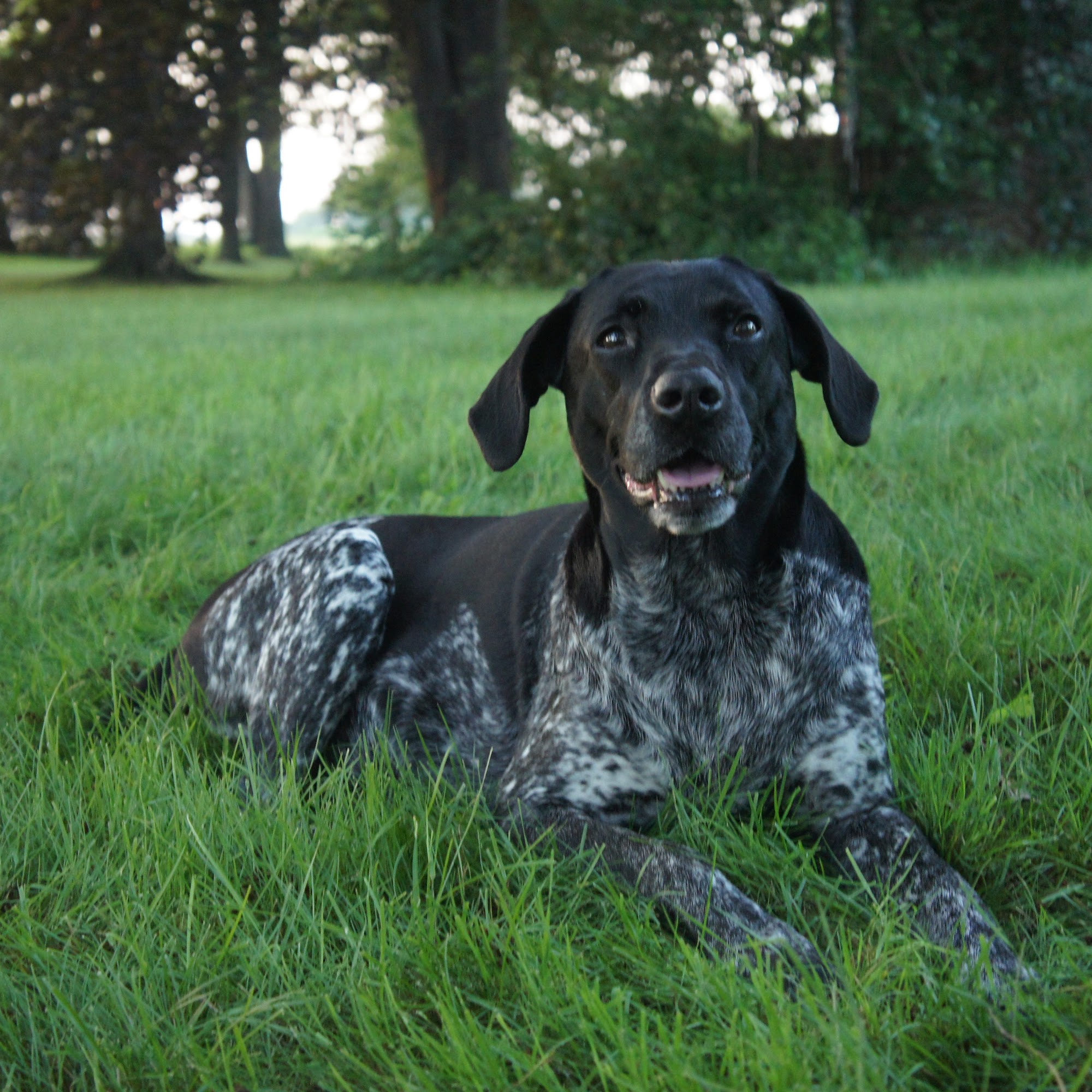 Kennett Square Veterinary Hospital Kennett Square