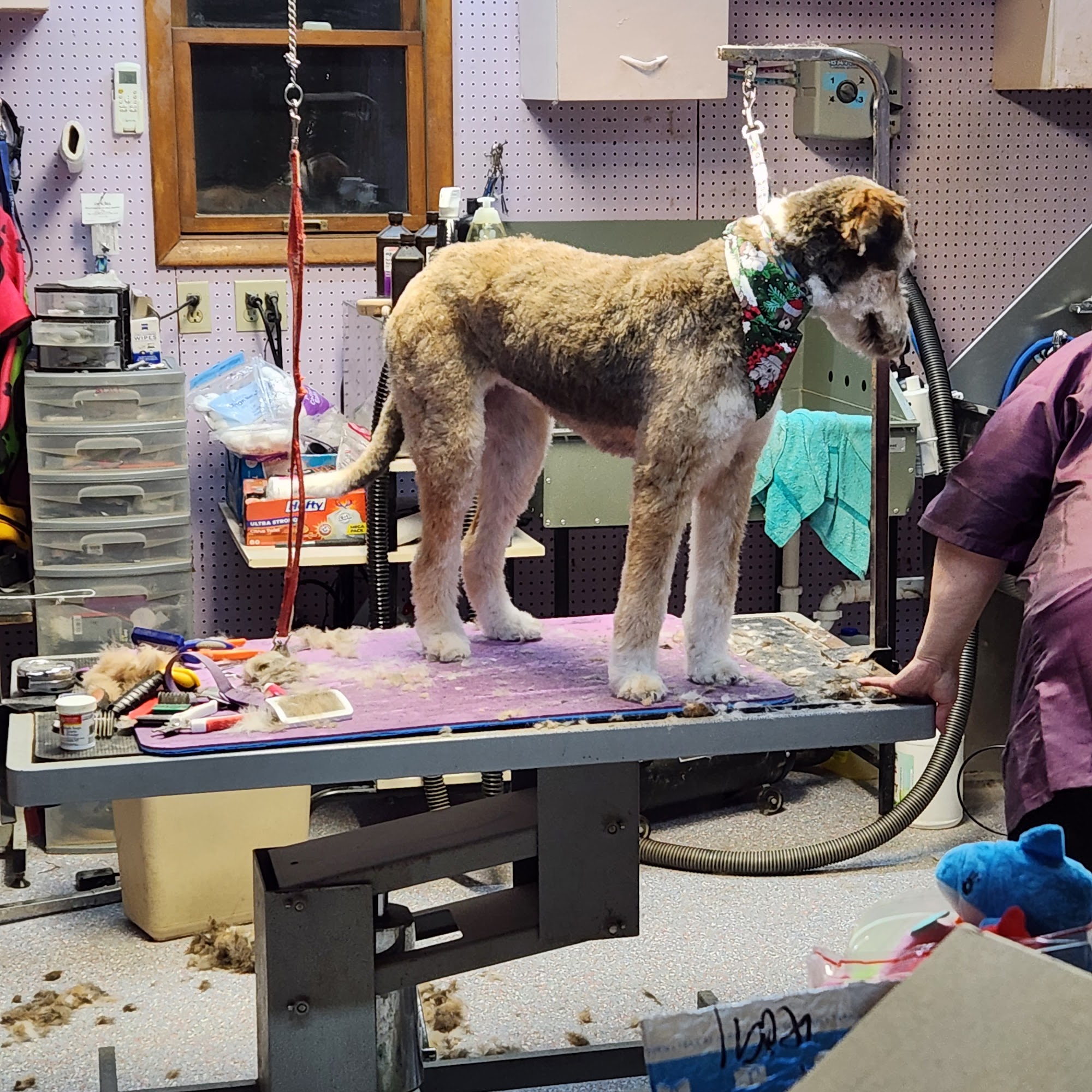 Penny's Grooming Kersey