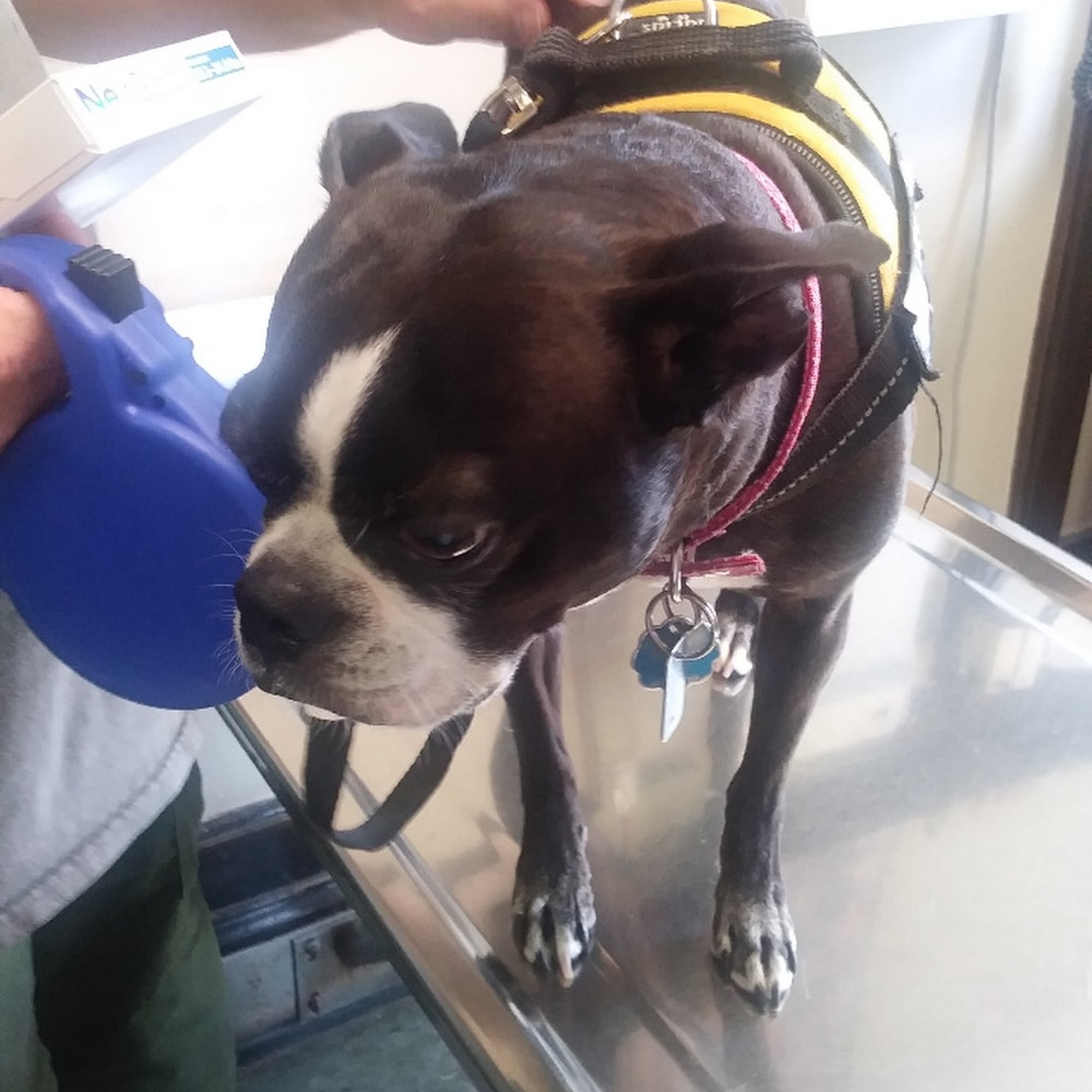 Kingston Veterinary Clinic Kingston