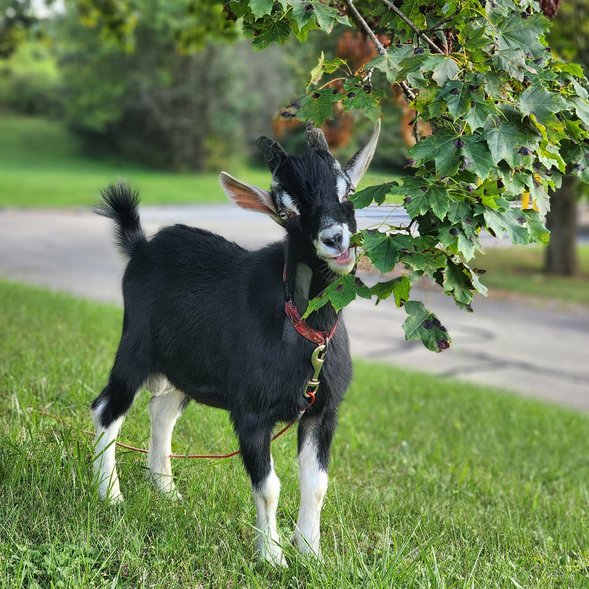 Altmeyer Veterinary Hospital Kittanning