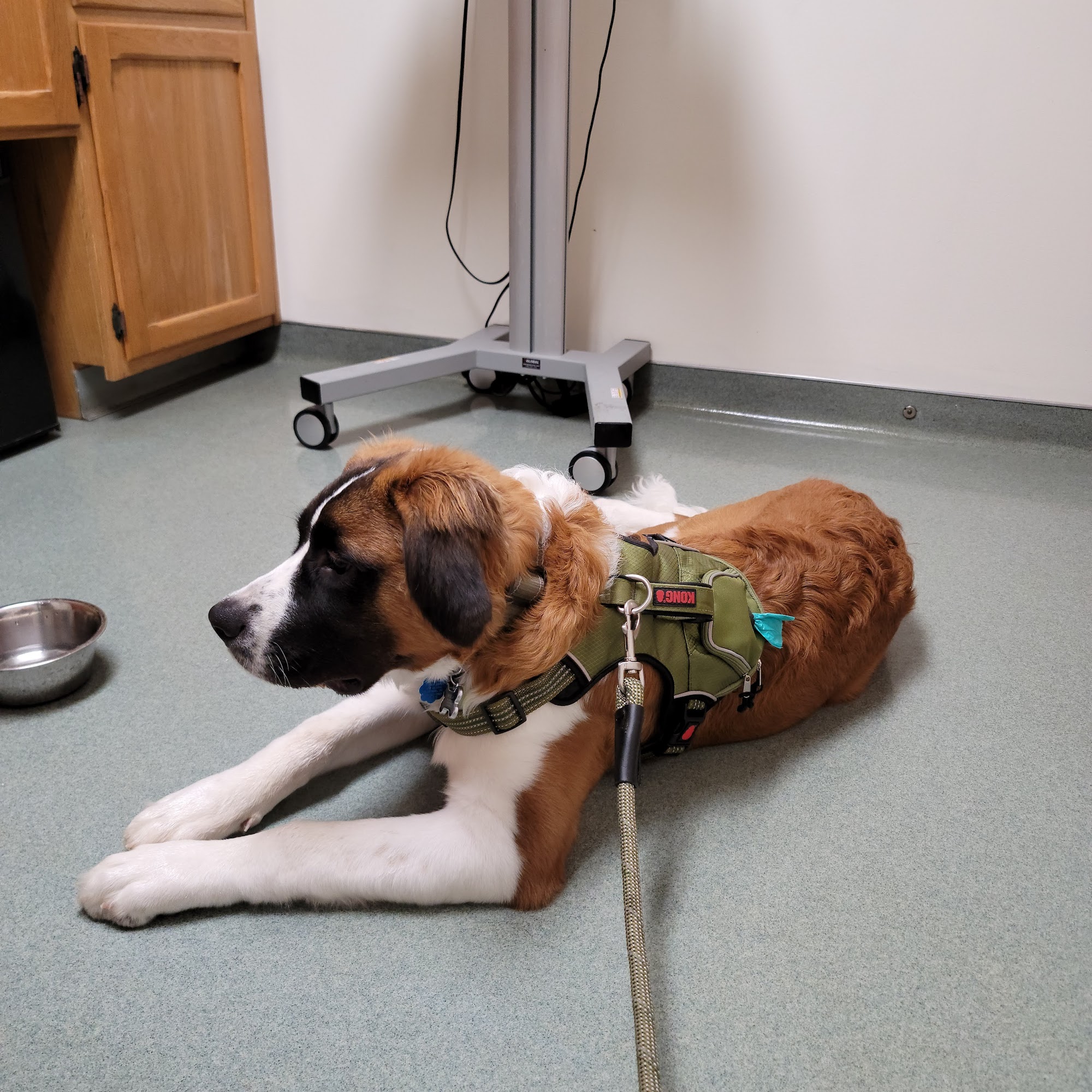 Silver Maple Veterinary Clinic Kutztown