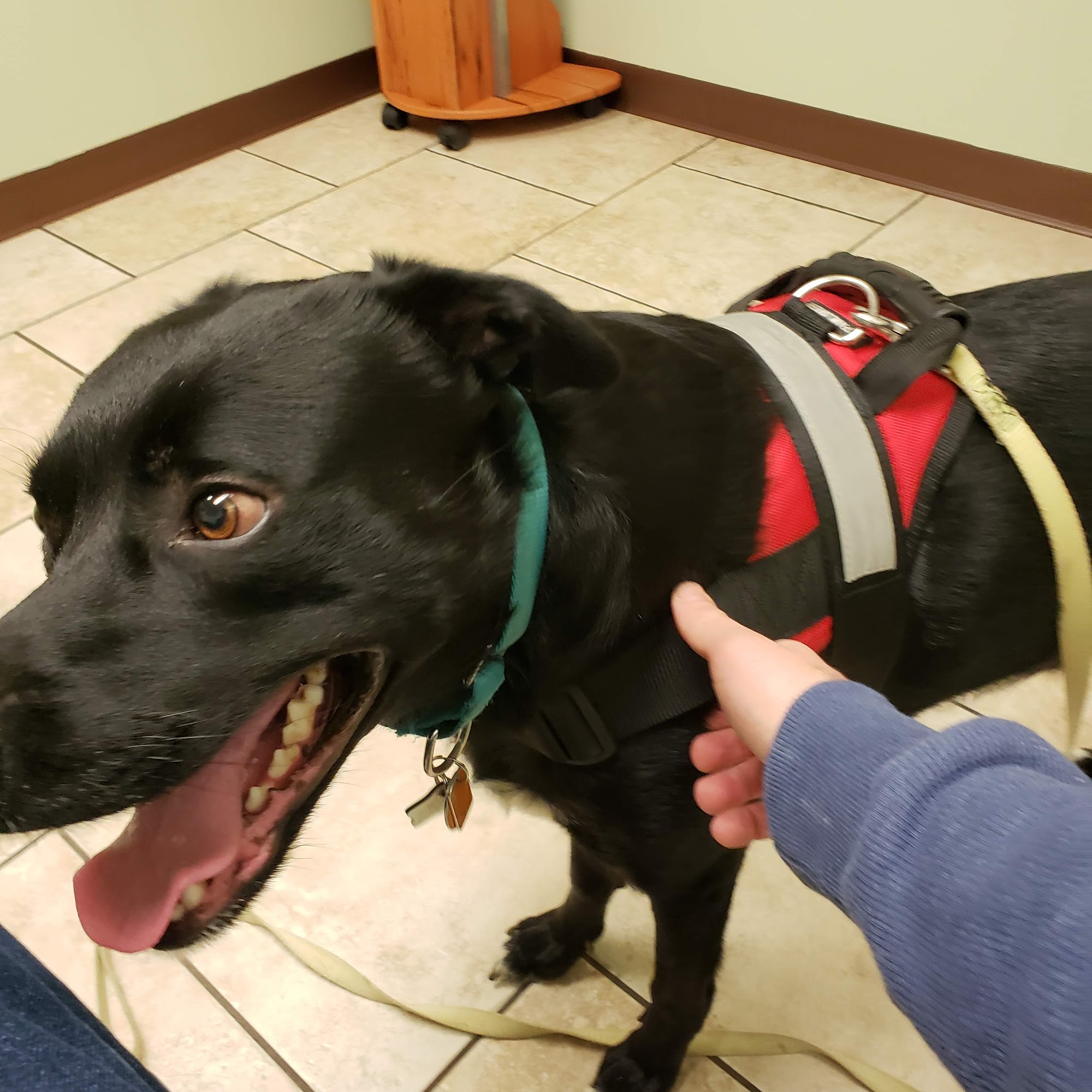 Kutztown Animal Hospital Kutztown