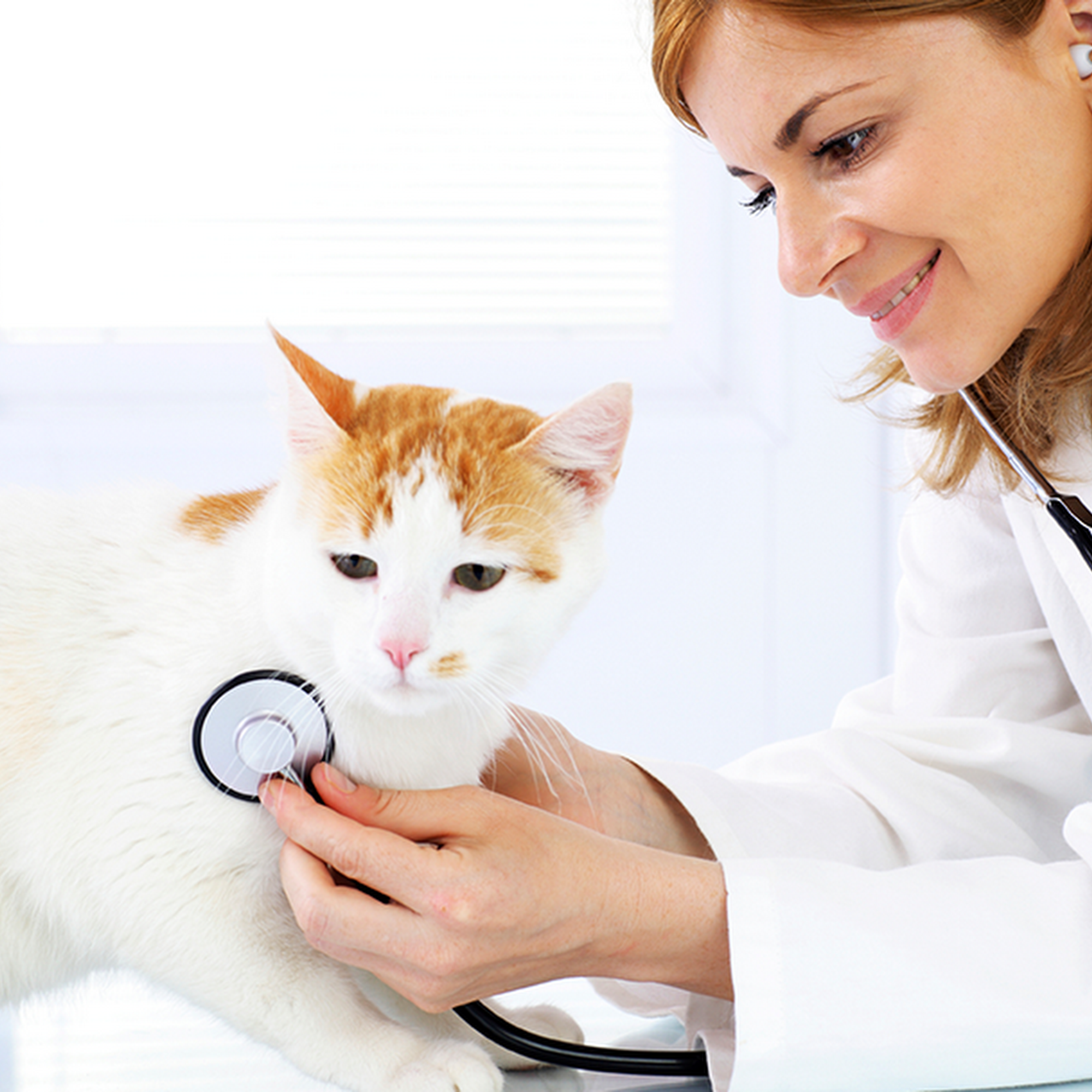 Andorra Veterinary Clinic Lafayette Hill