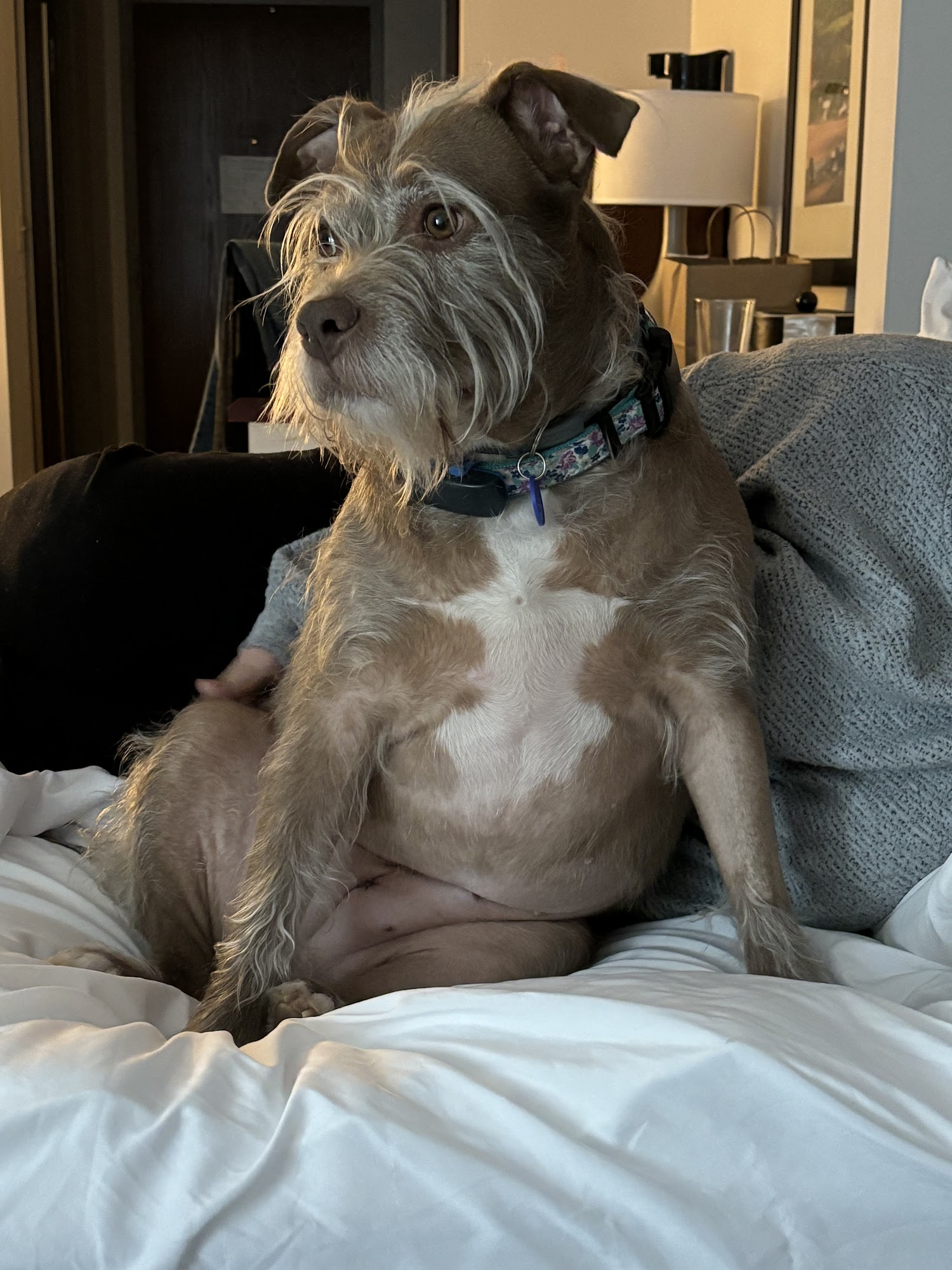 Hamlin Veterinary Clinic Lake Ariel