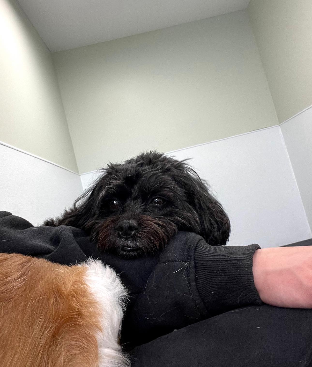Paw Pack Doggy Daycare Lake Ariel