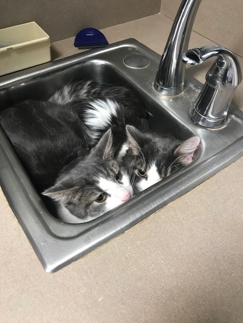 VCA Bridgeport Animal Hospital Lancaster