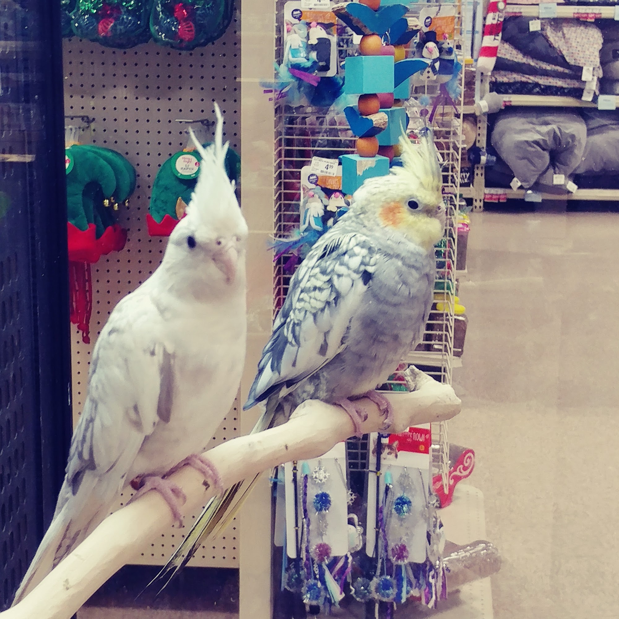 PetSmart Lancaster