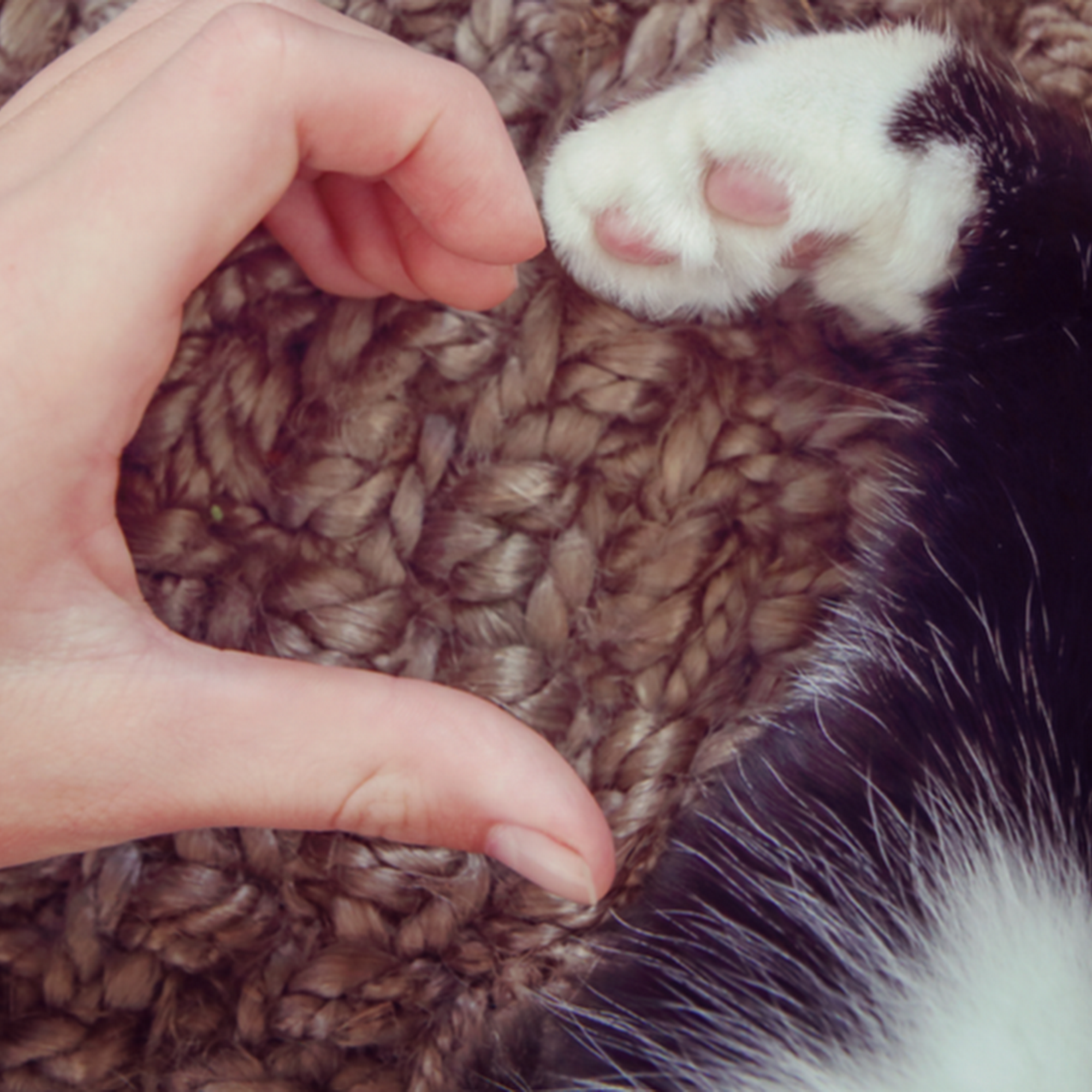 Metro Pet Vet Leola Lancaster