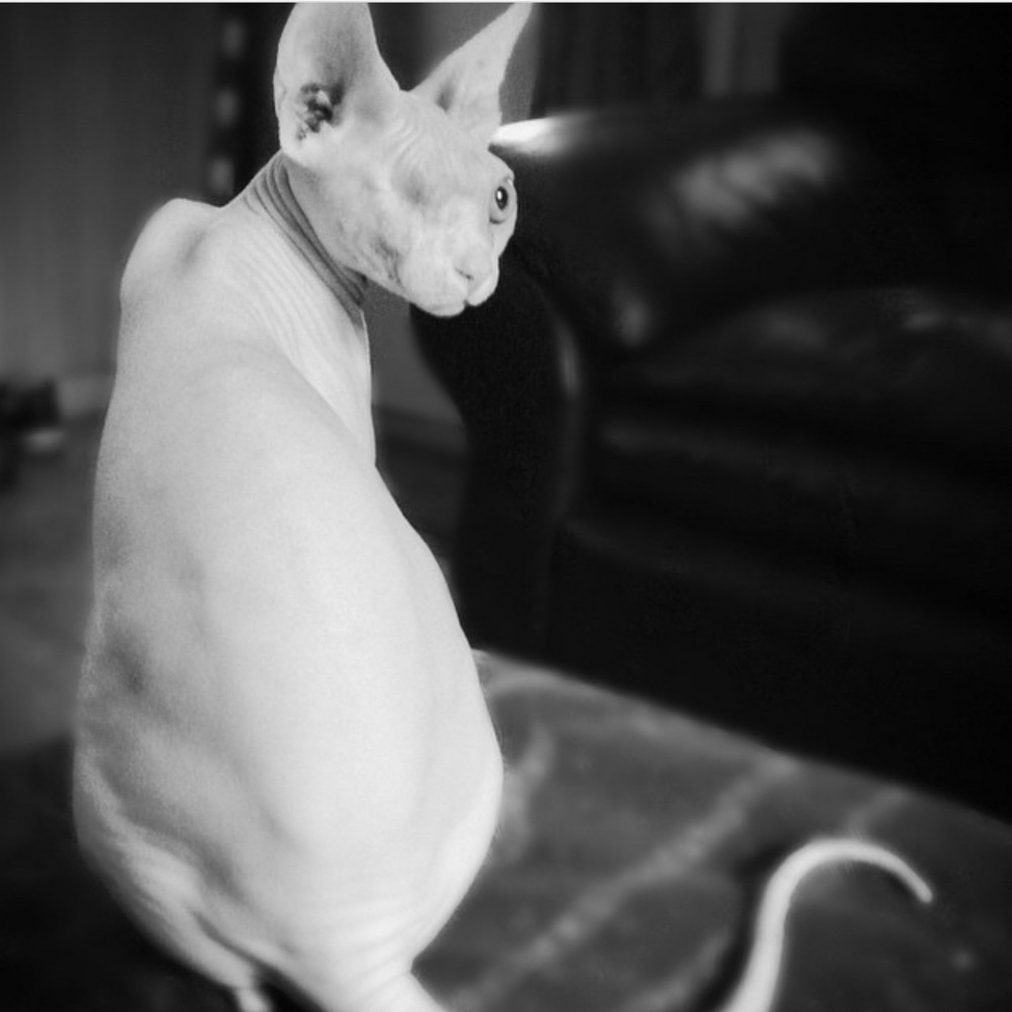 Red Rose Pet Care Center Lancaster