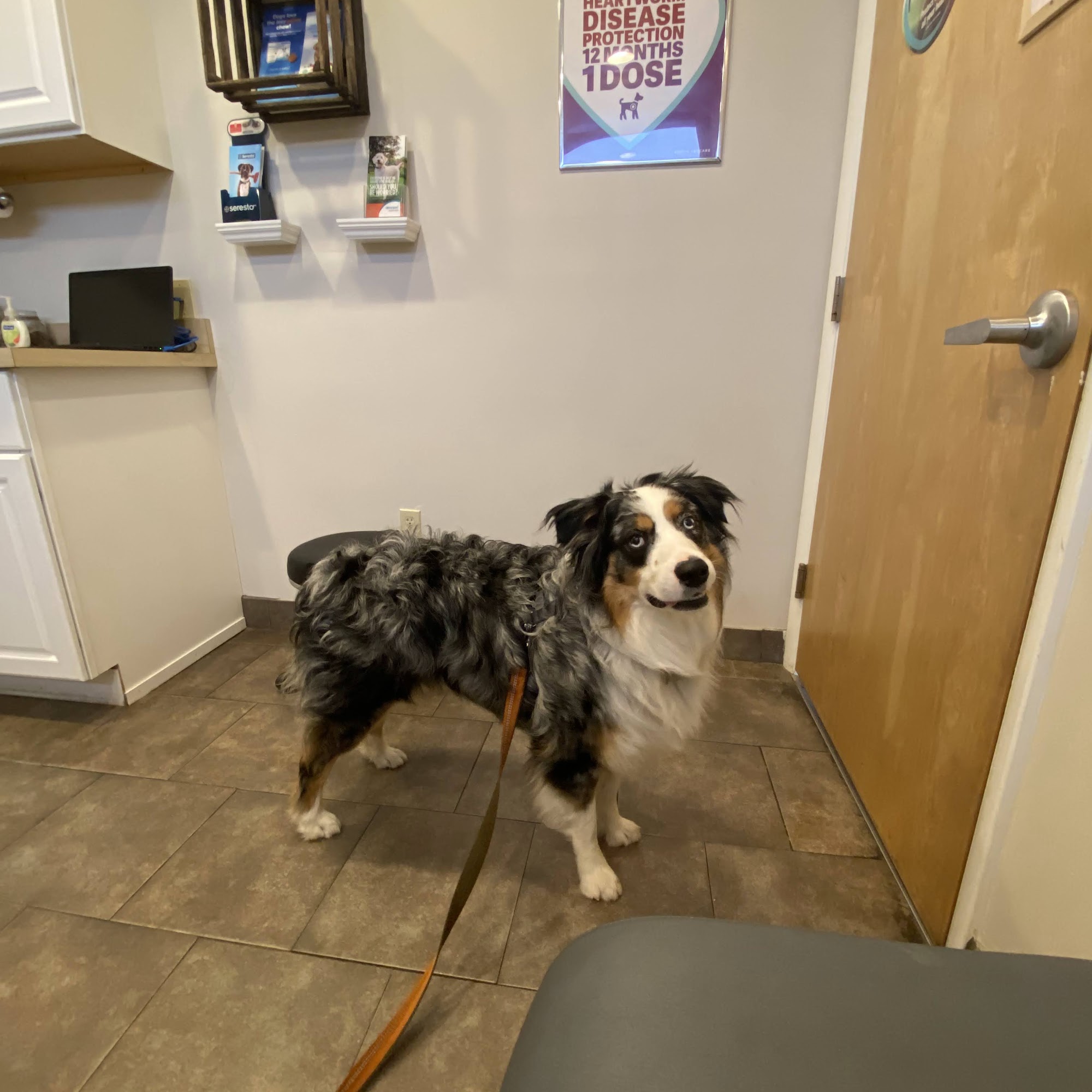 Happy Tails Animal Hospital Lancaster