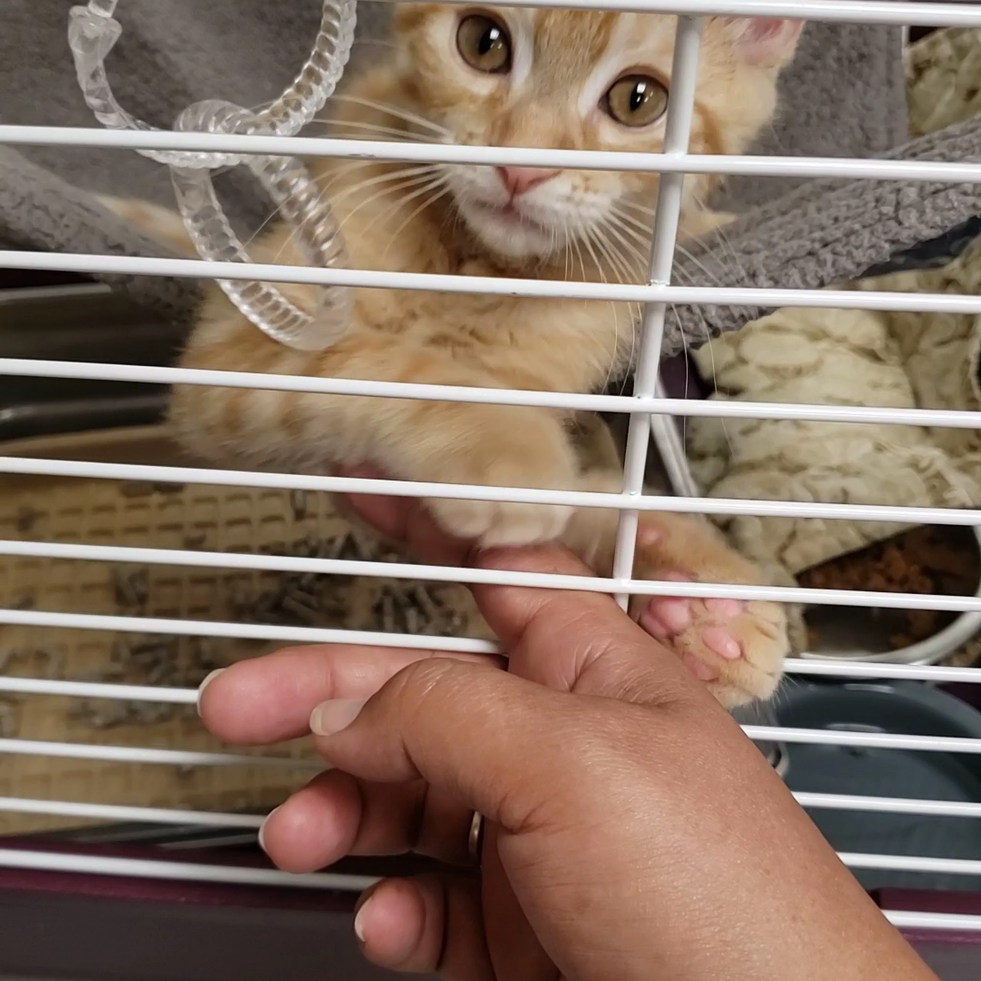 Pet Pantry of Lancaster County Lancaster